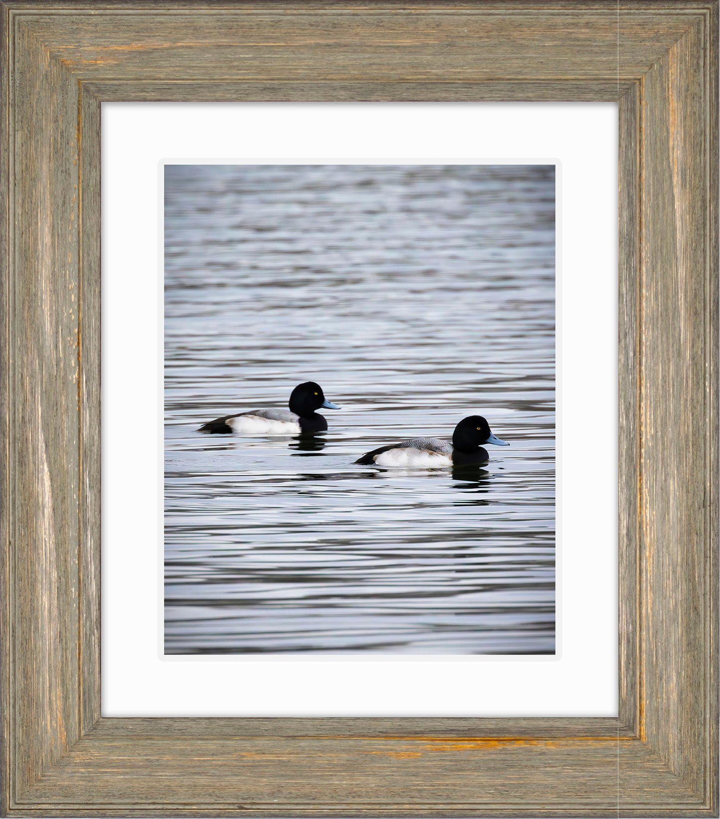 Pair of Blue Bill Drakes #2