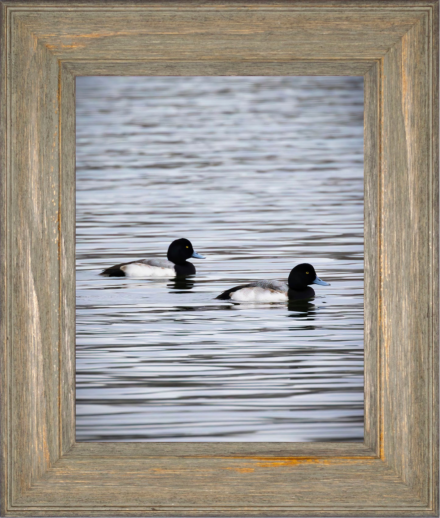 Pair of Blue Bill Drakes #2