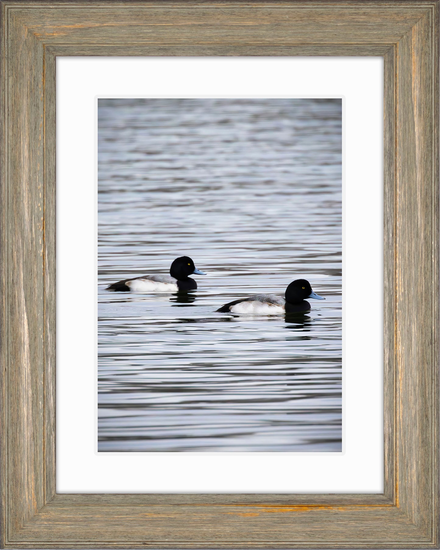 Pair of Blue Bill Drakes #2