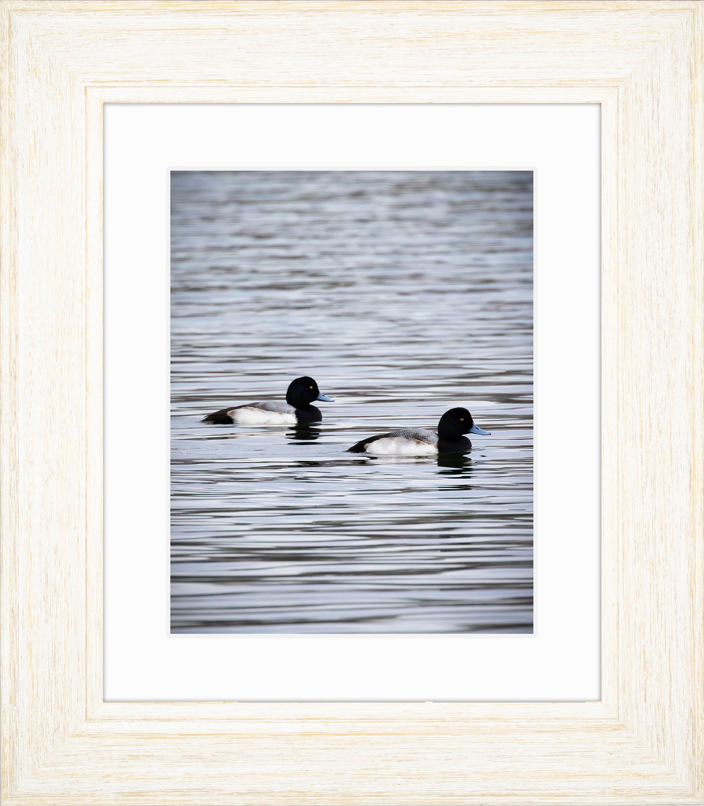 Pair of Blue Bill Drakes #2