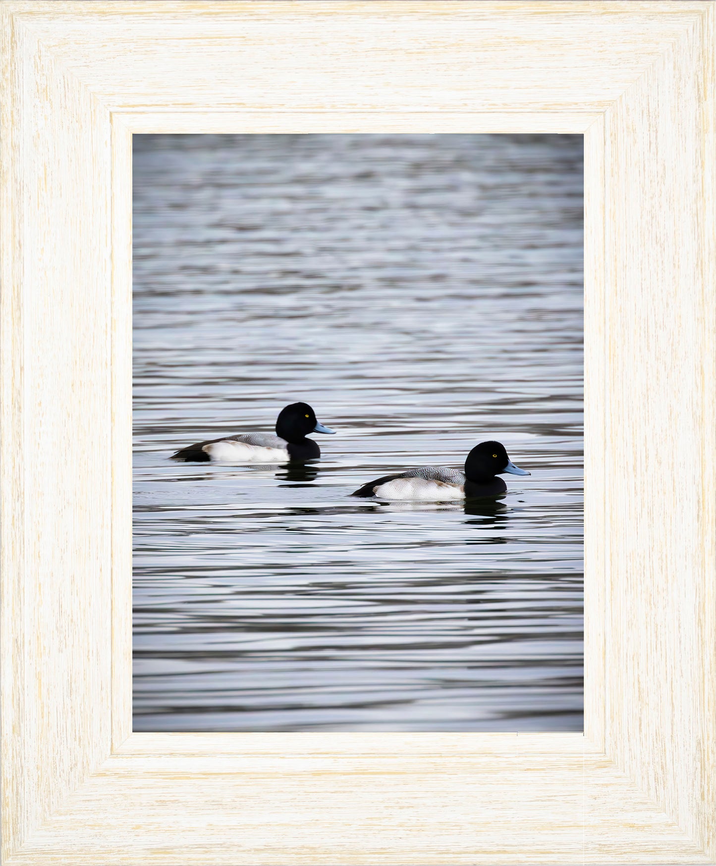 Pair of Blue Bill Drakes #2