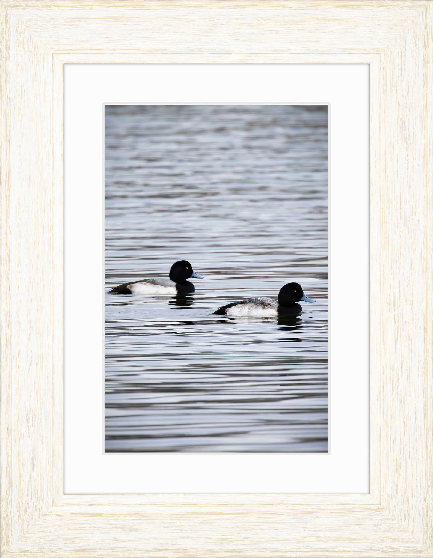 Pair of Blue Bill Drakes #2