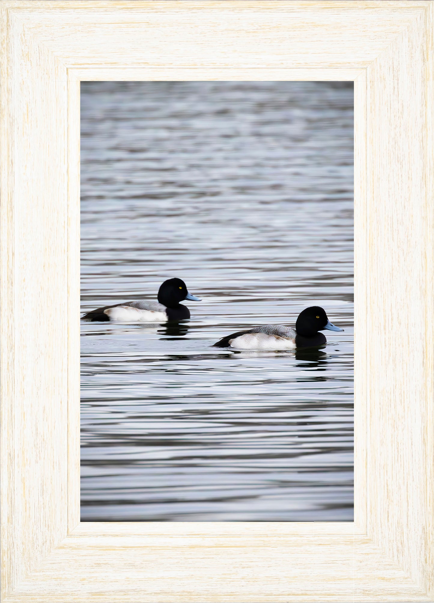 Pair of Blue Bill Drakes #2