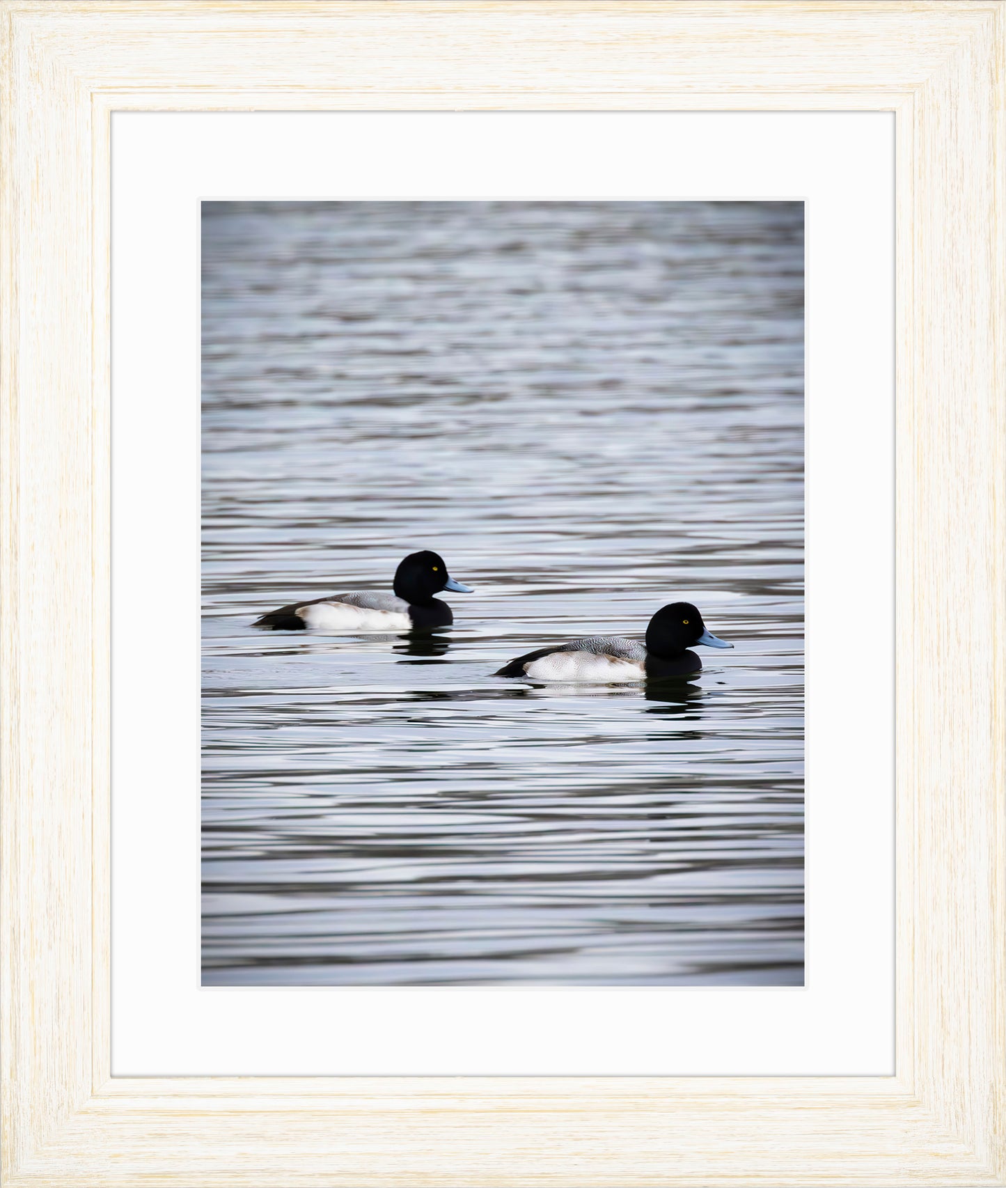 Pair of Blue Bill Drakes #2