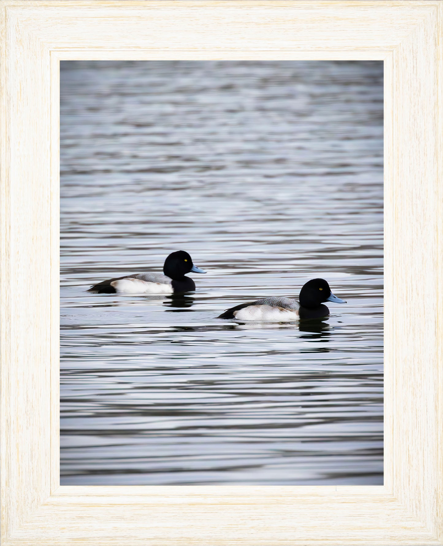 Pair of Blue Bill Drakes #2