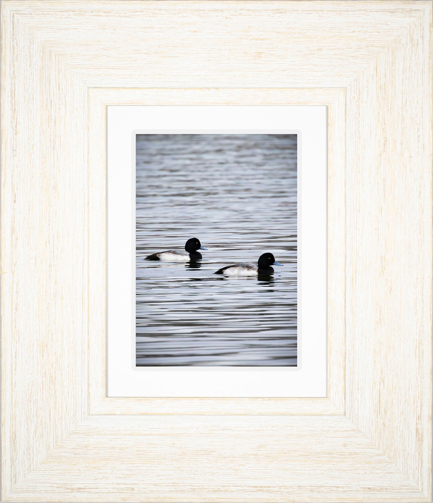 Pair of Blue Bill Drakes #2