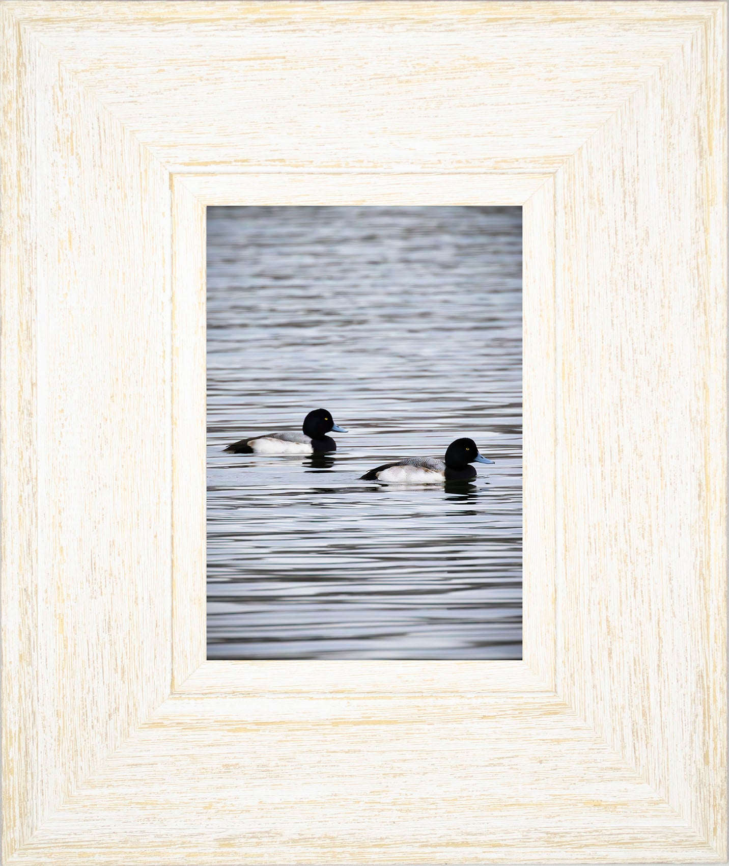 Pair of Blue Bill Drakes #2