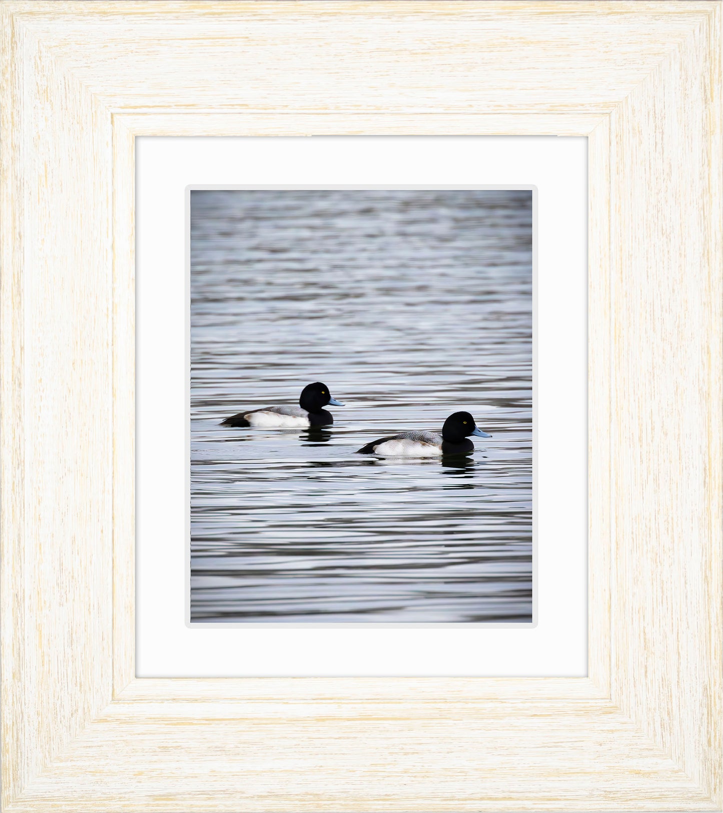 Pair of Blue Bill Drakes #2