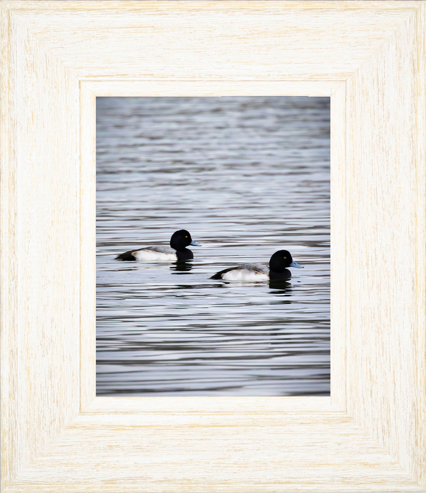 Pair of Blue Bill Drakes #2