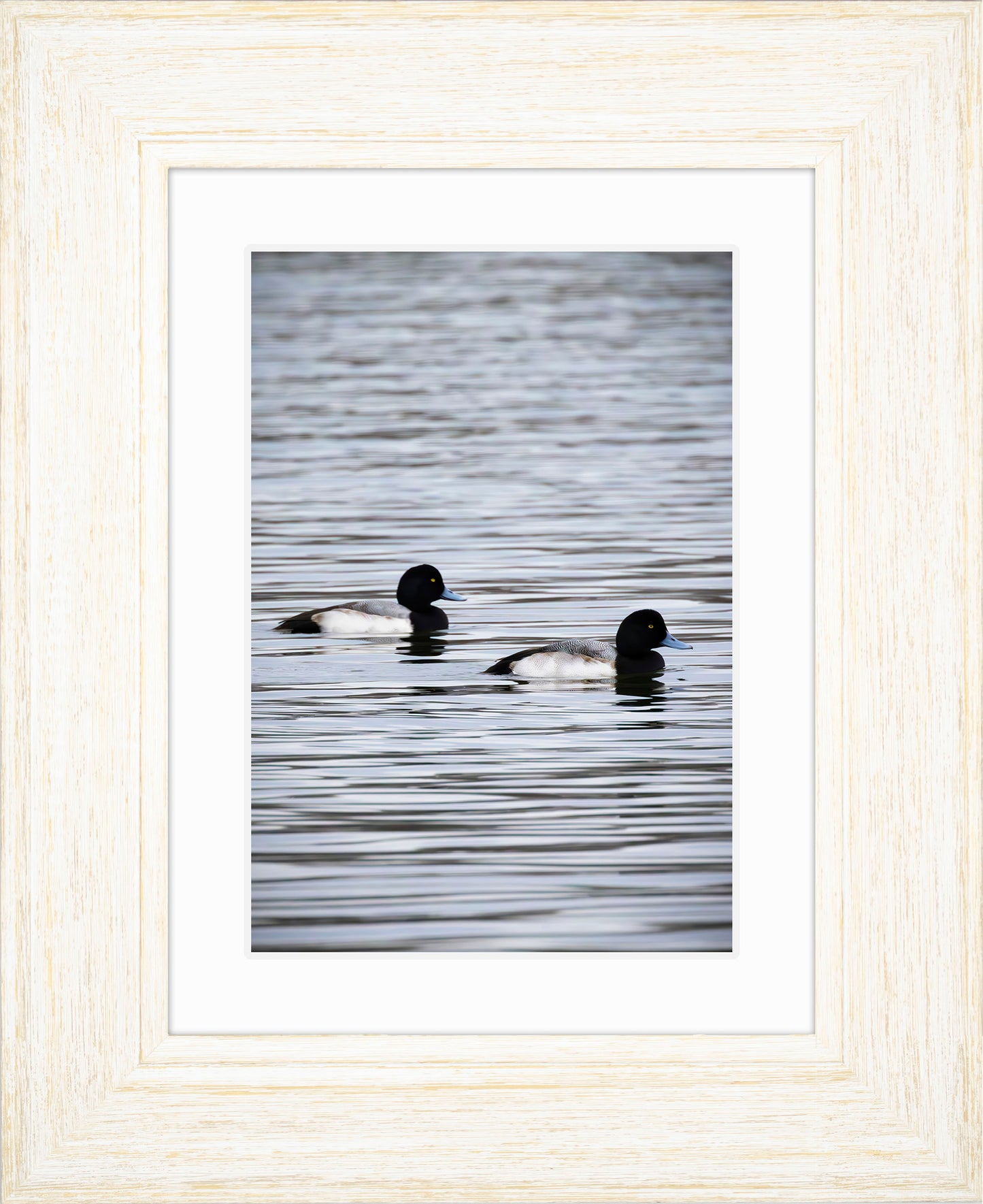 Pair of Blue Bill Drakes #2