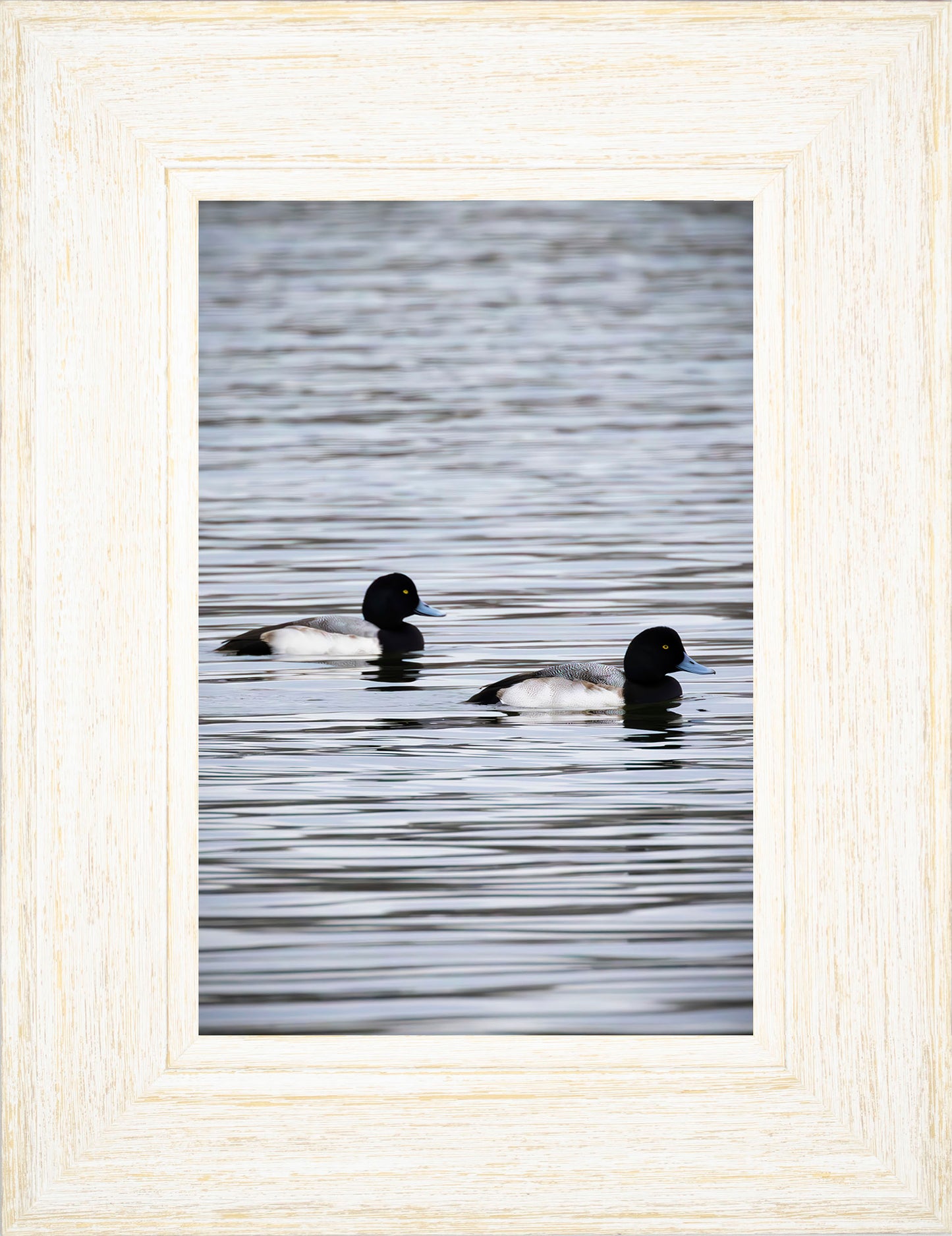 Pair of Blue Bill Drakes #2