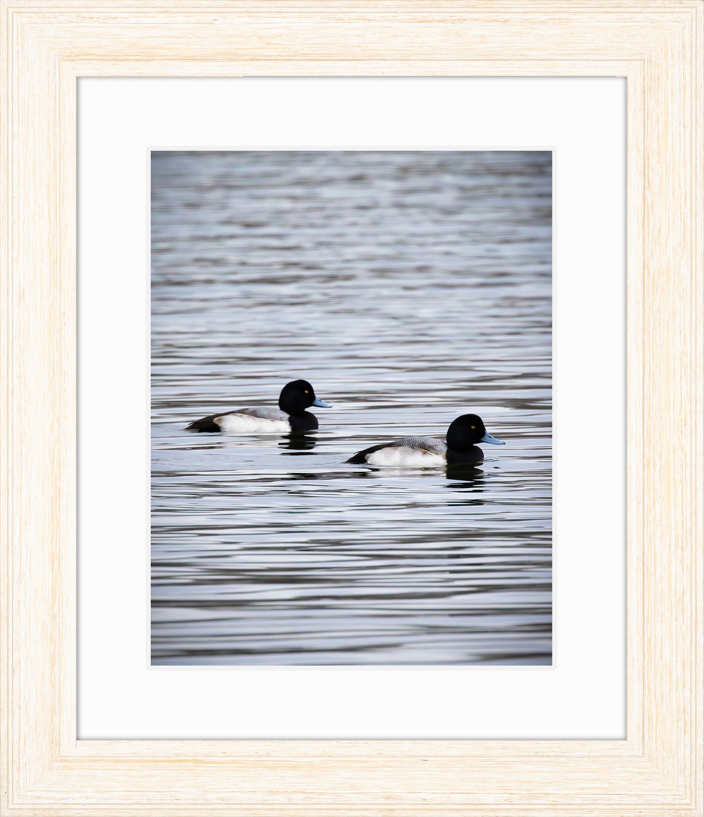 Pair of Blue Bill Drakes #2