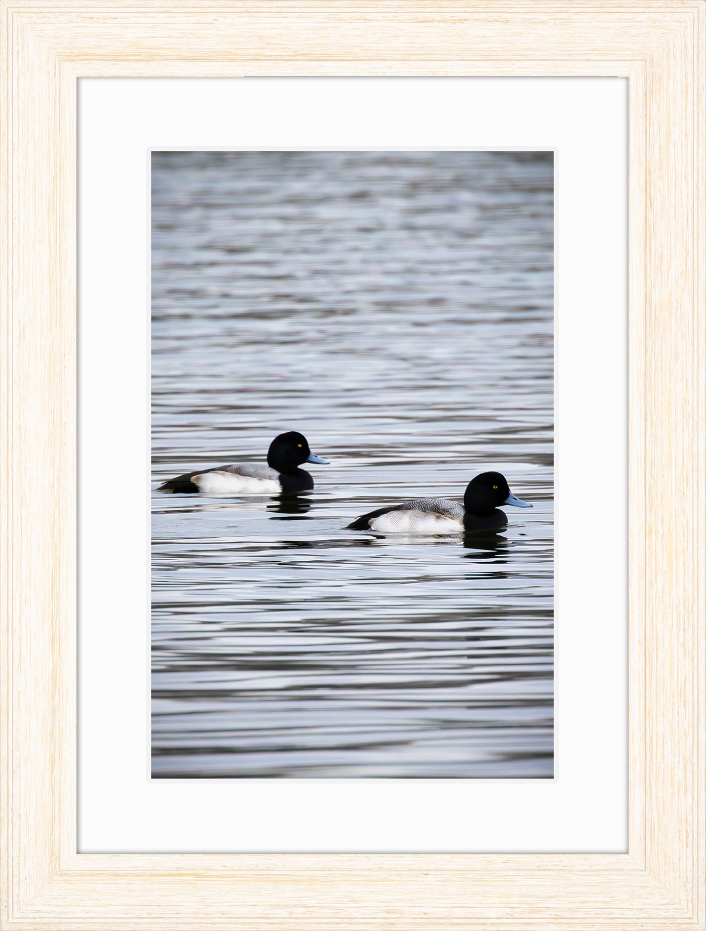 Pair of Blue Bill Drakes #2