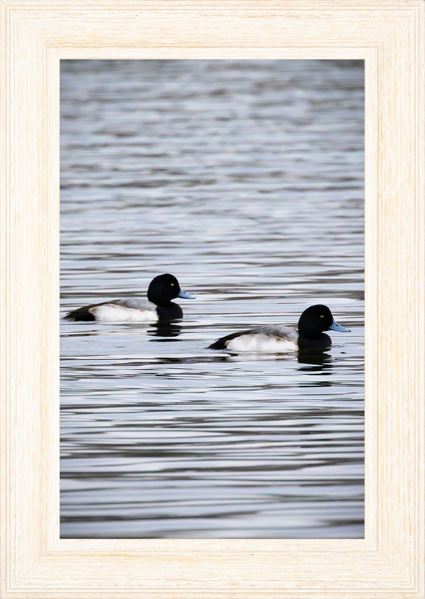 Pair of Blue Bill Drakes #2