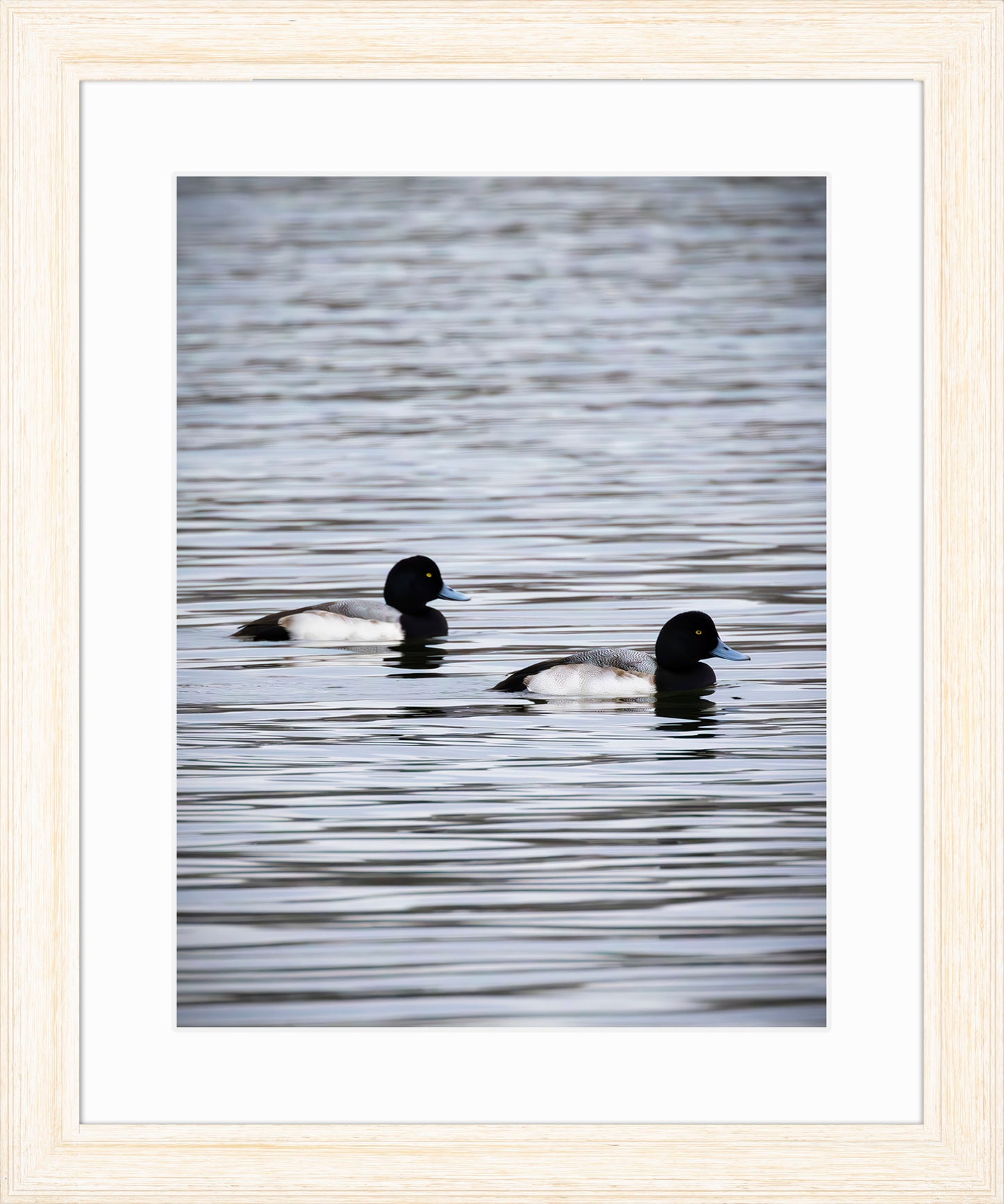 Pair of Blue Bill Drakes #2