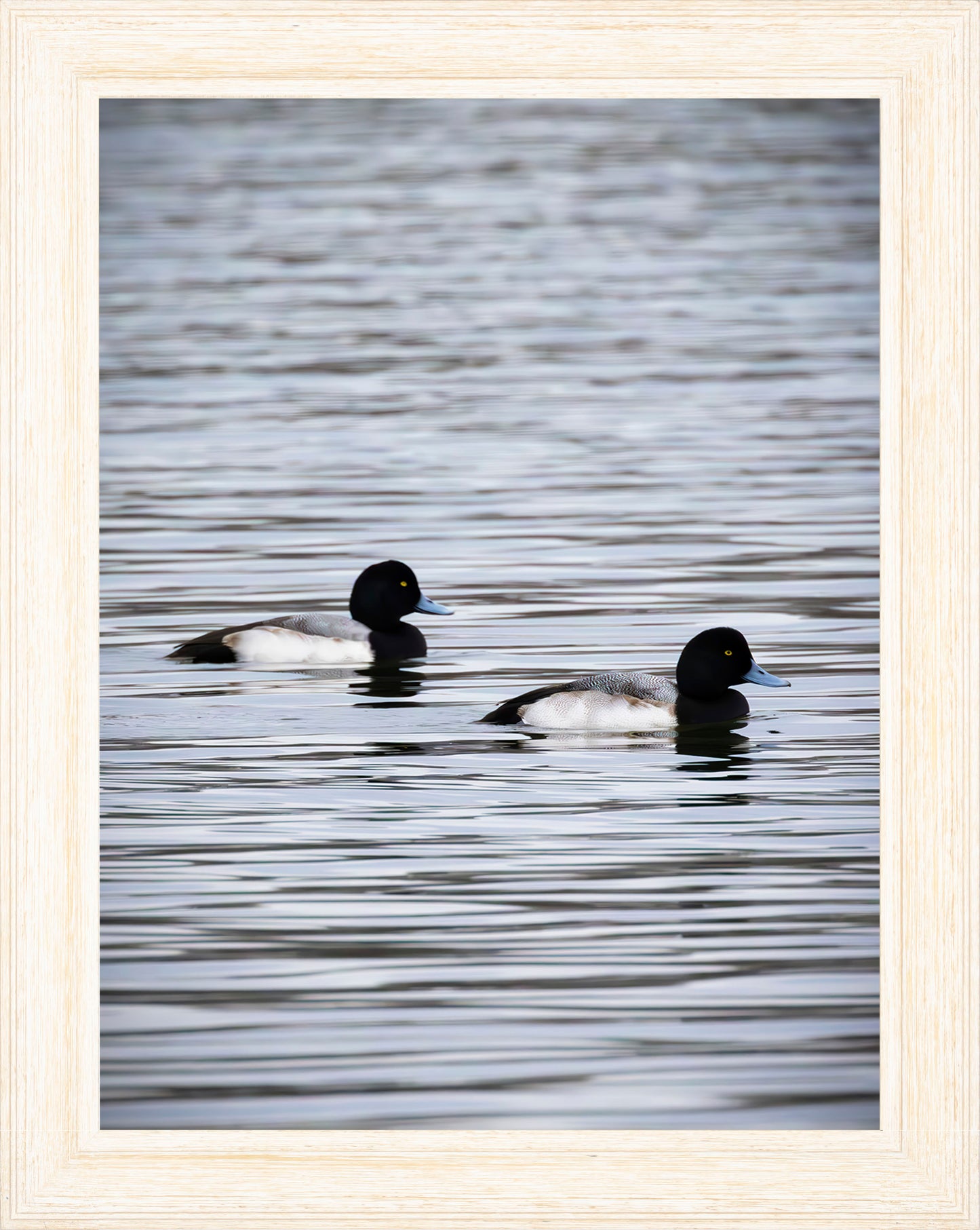 Pair of Blue Bill Drakes #2