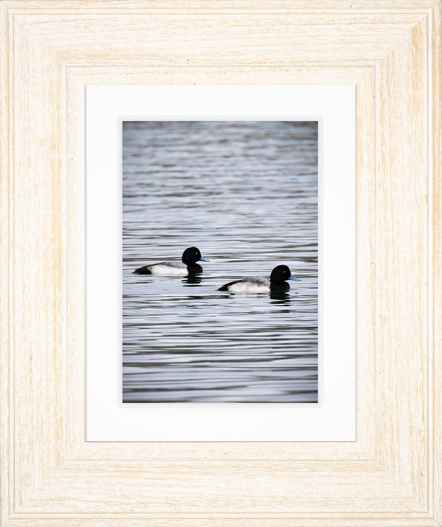 Pair of Blue Bill Drakes #2