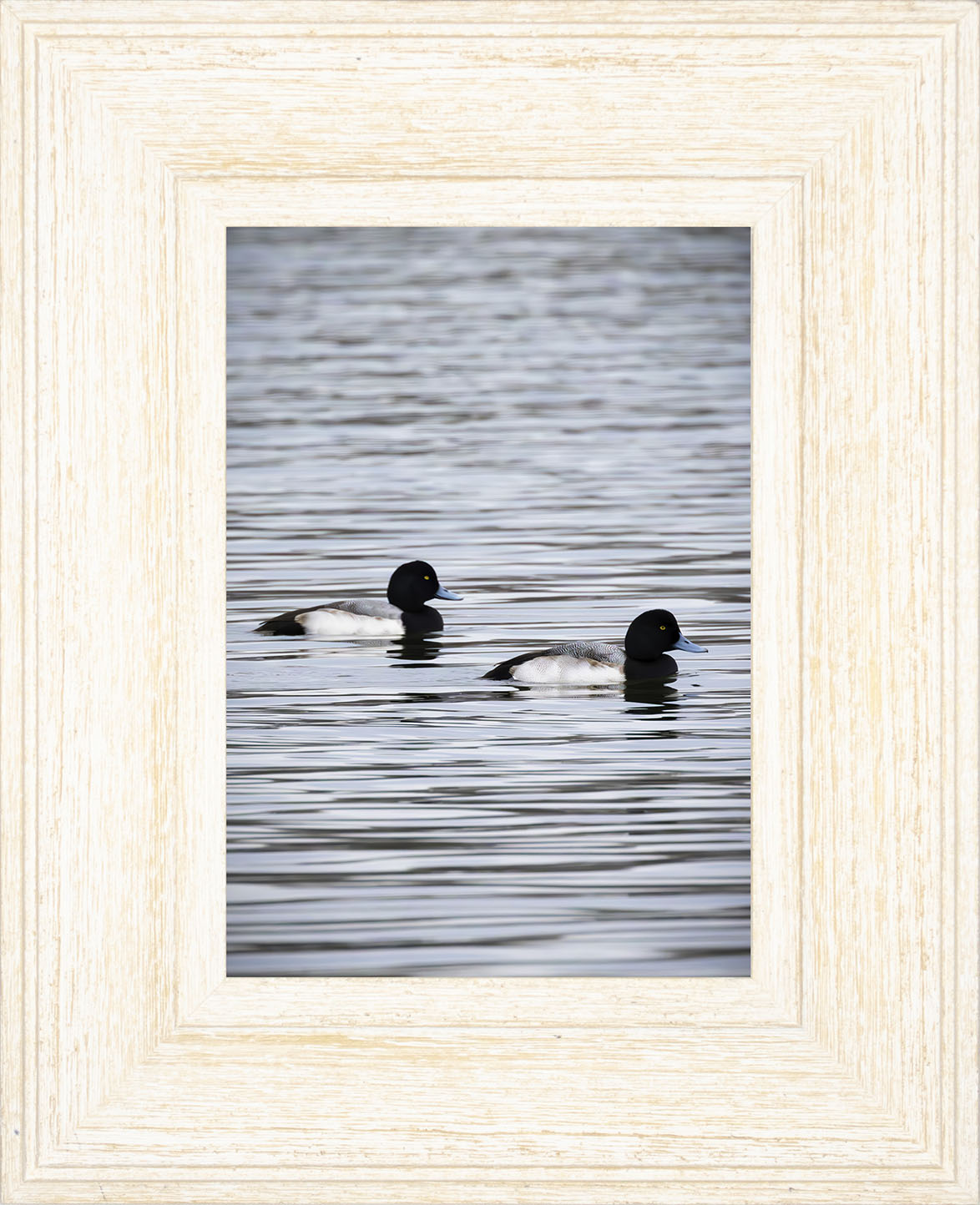 Pair of Blue Bill Drakes #2