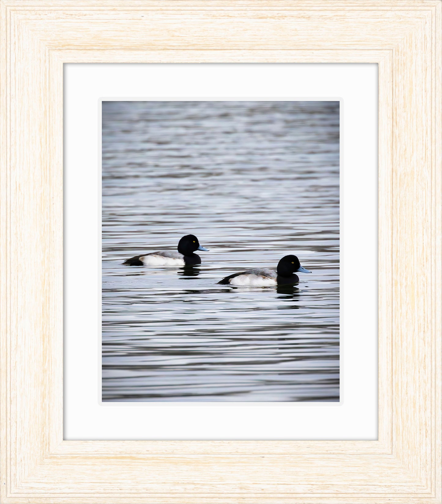 Pair of Blue Bill Drakes #2