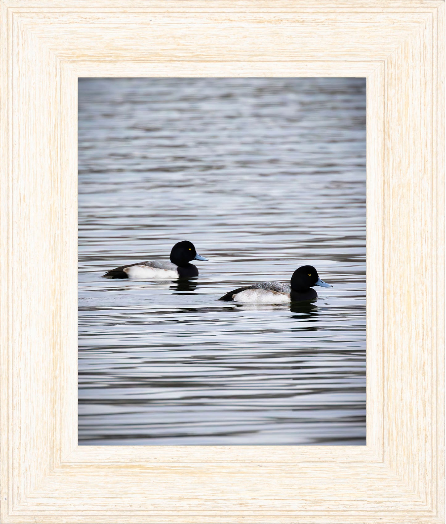 Pair of Blue Bill Drakes #2