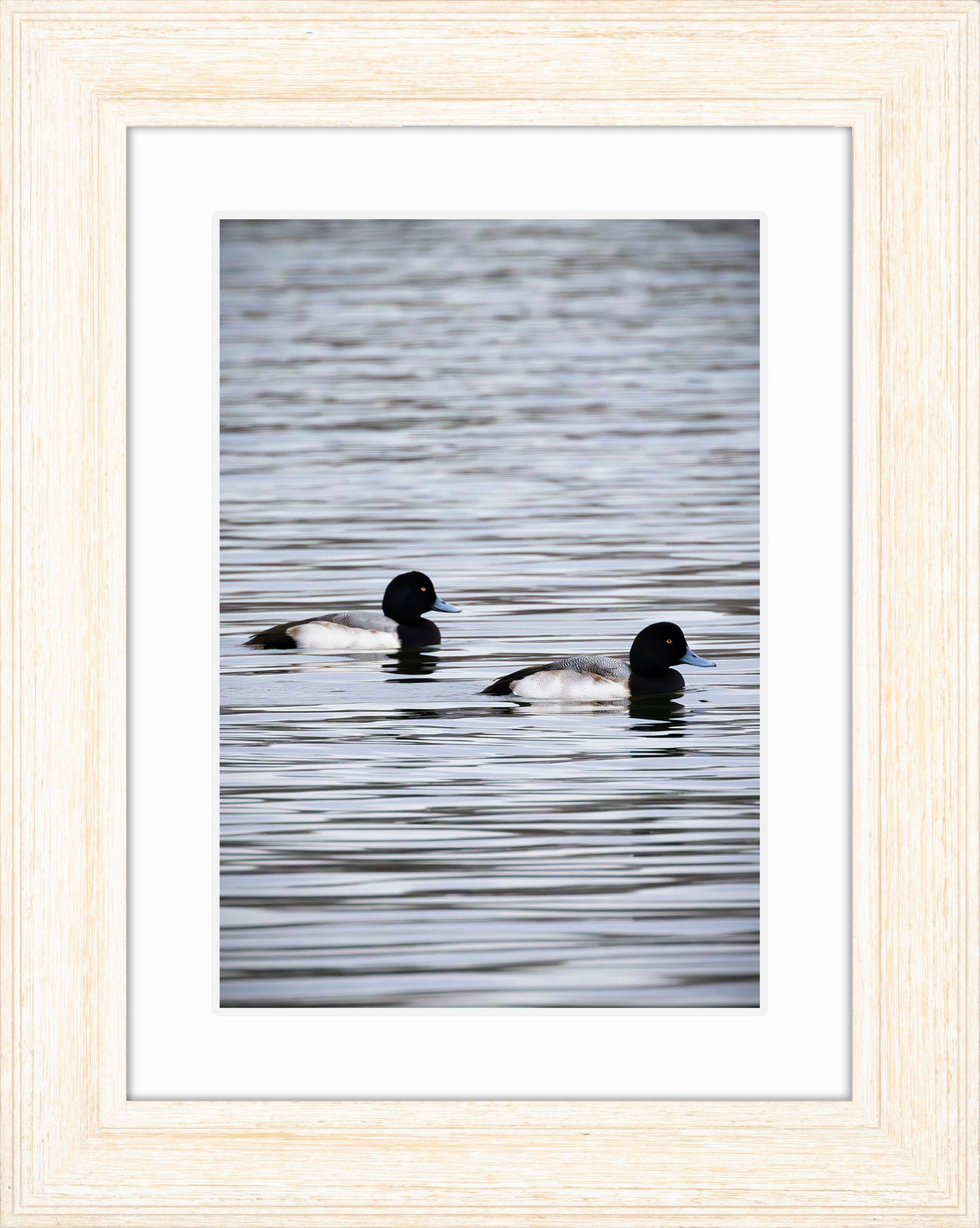 Pair of Blue Bill Drakes #2