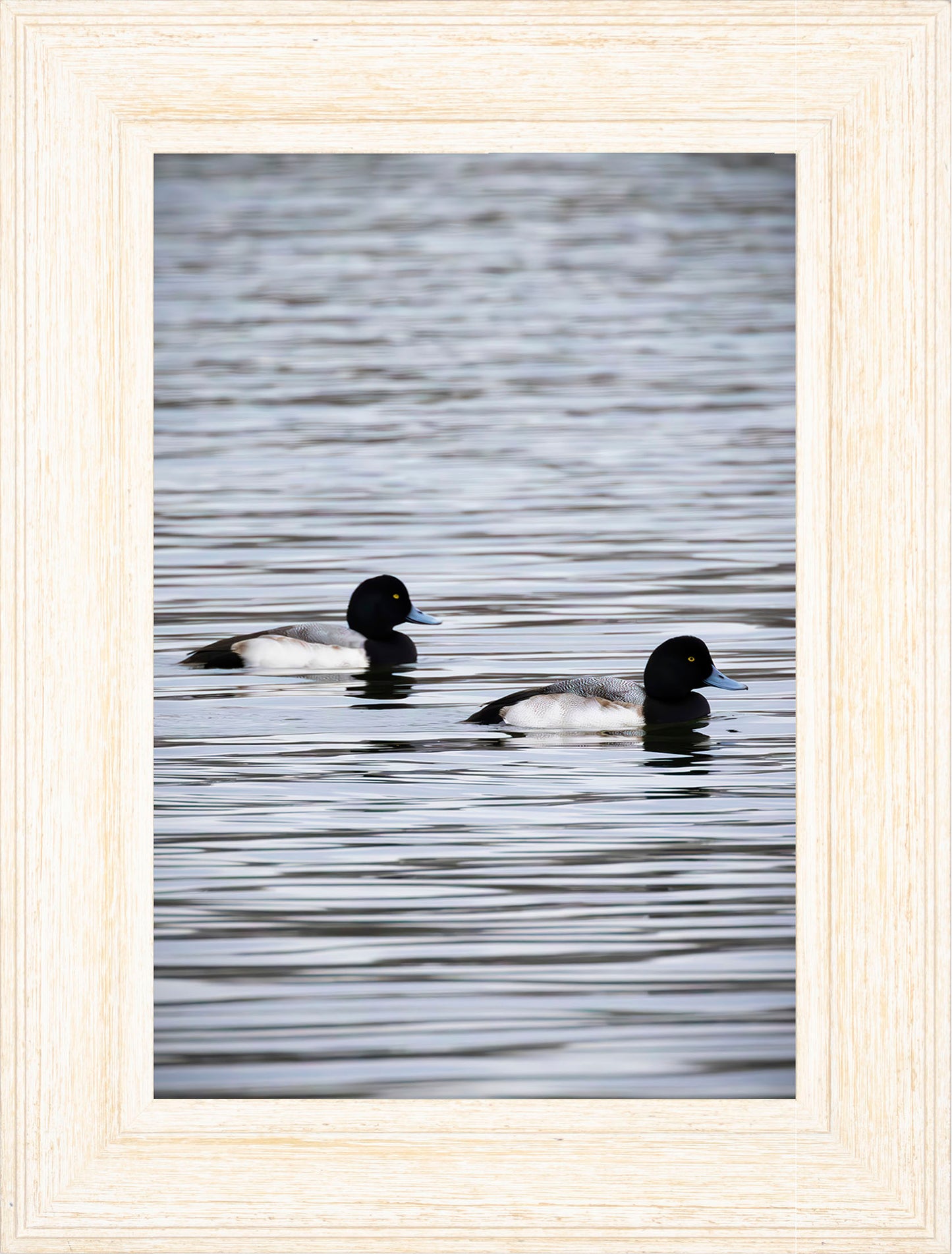 Pair of Blue Bill Drakes #2