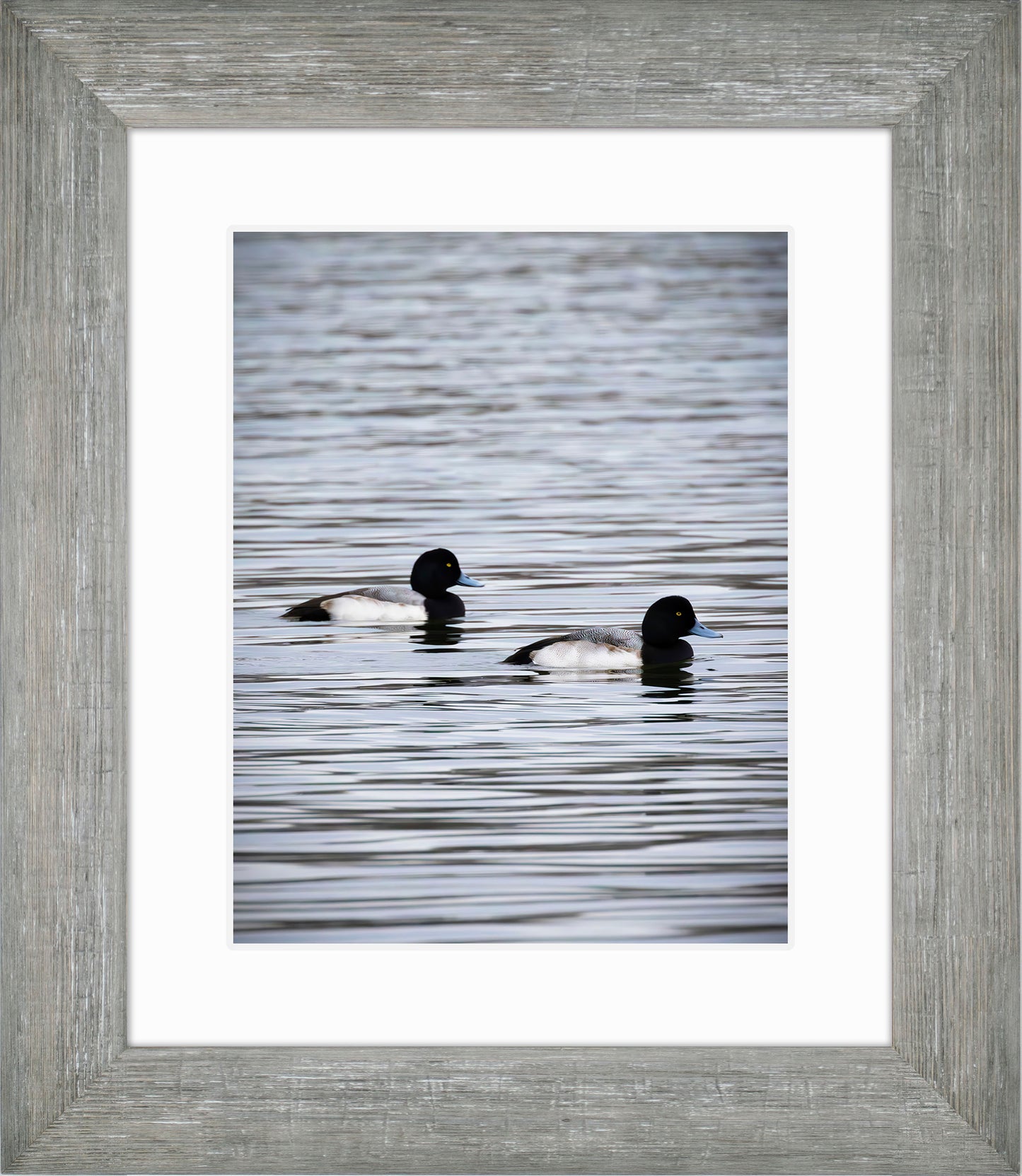 Pair of Blue Bill Drakes #2