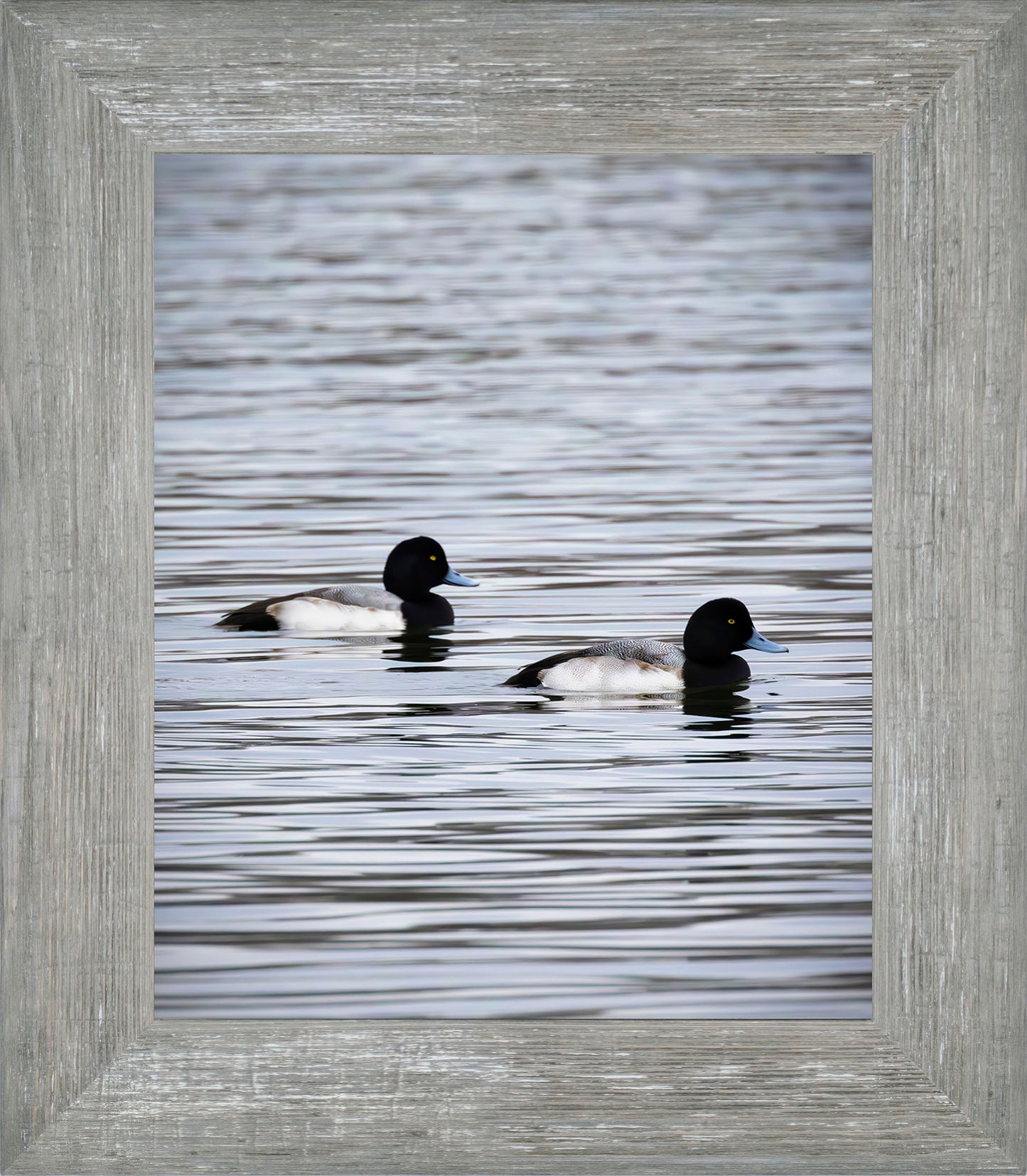 Pair of Blue Bill Drakes #2