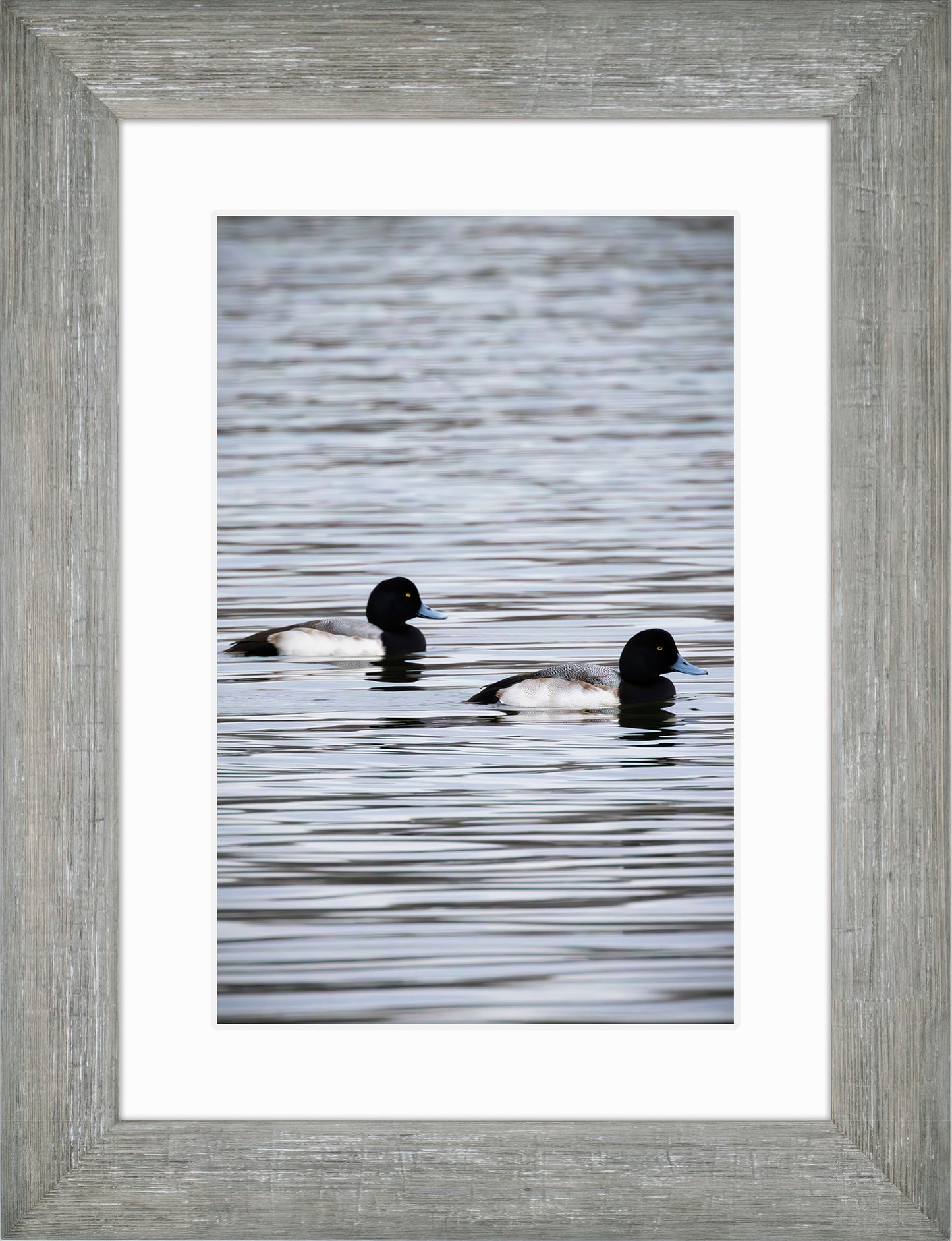 Pair of Blue Bill Drakes #2