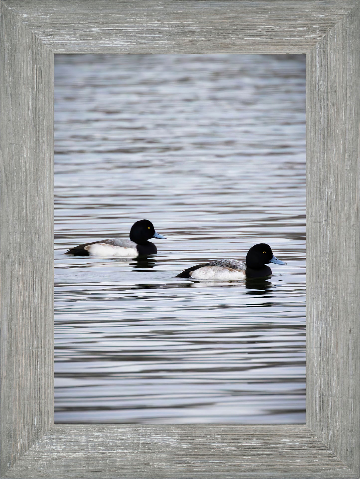 Pair of Blue Bill Drakes #2