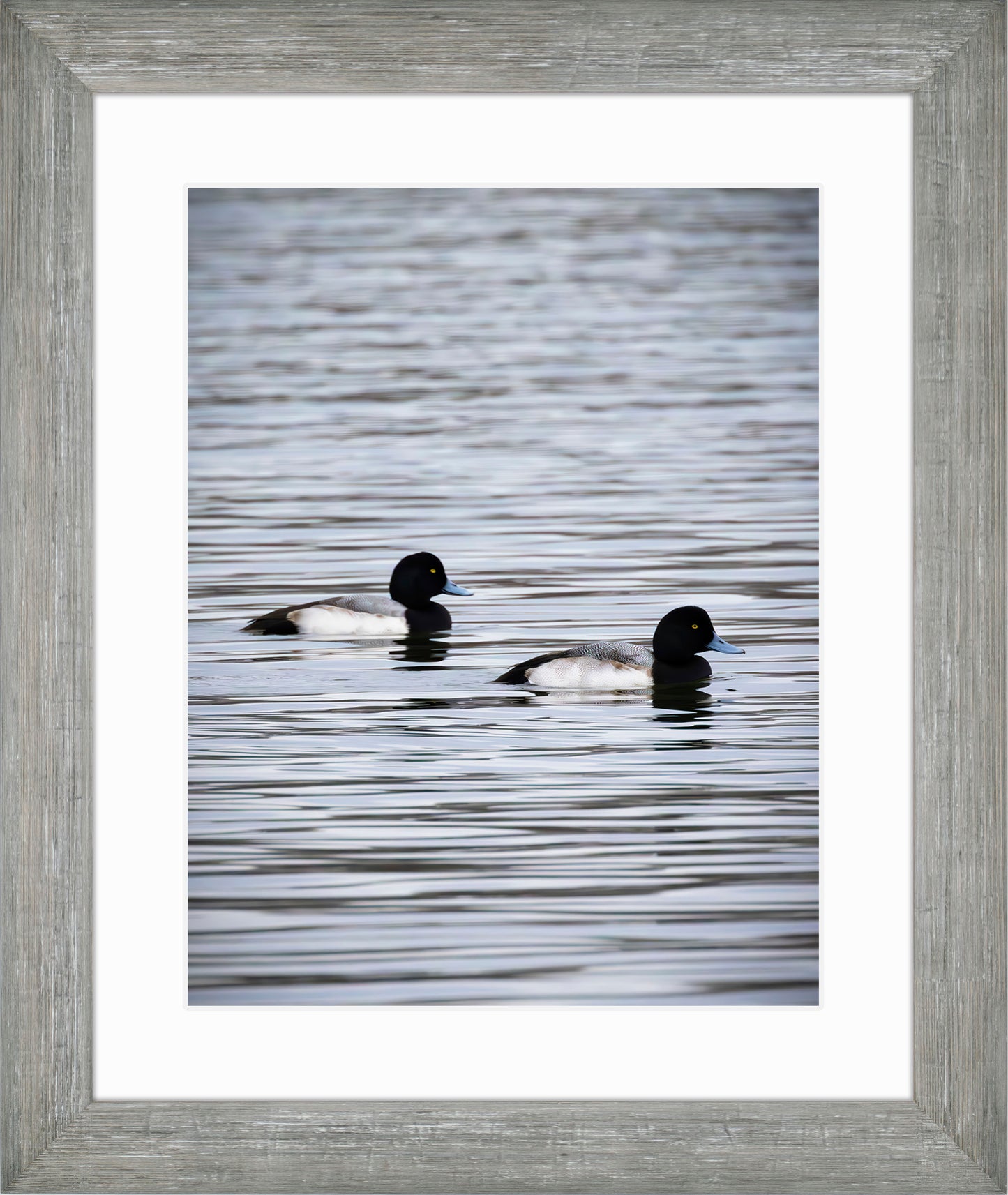 Pair of Blue Bill Drakes #2