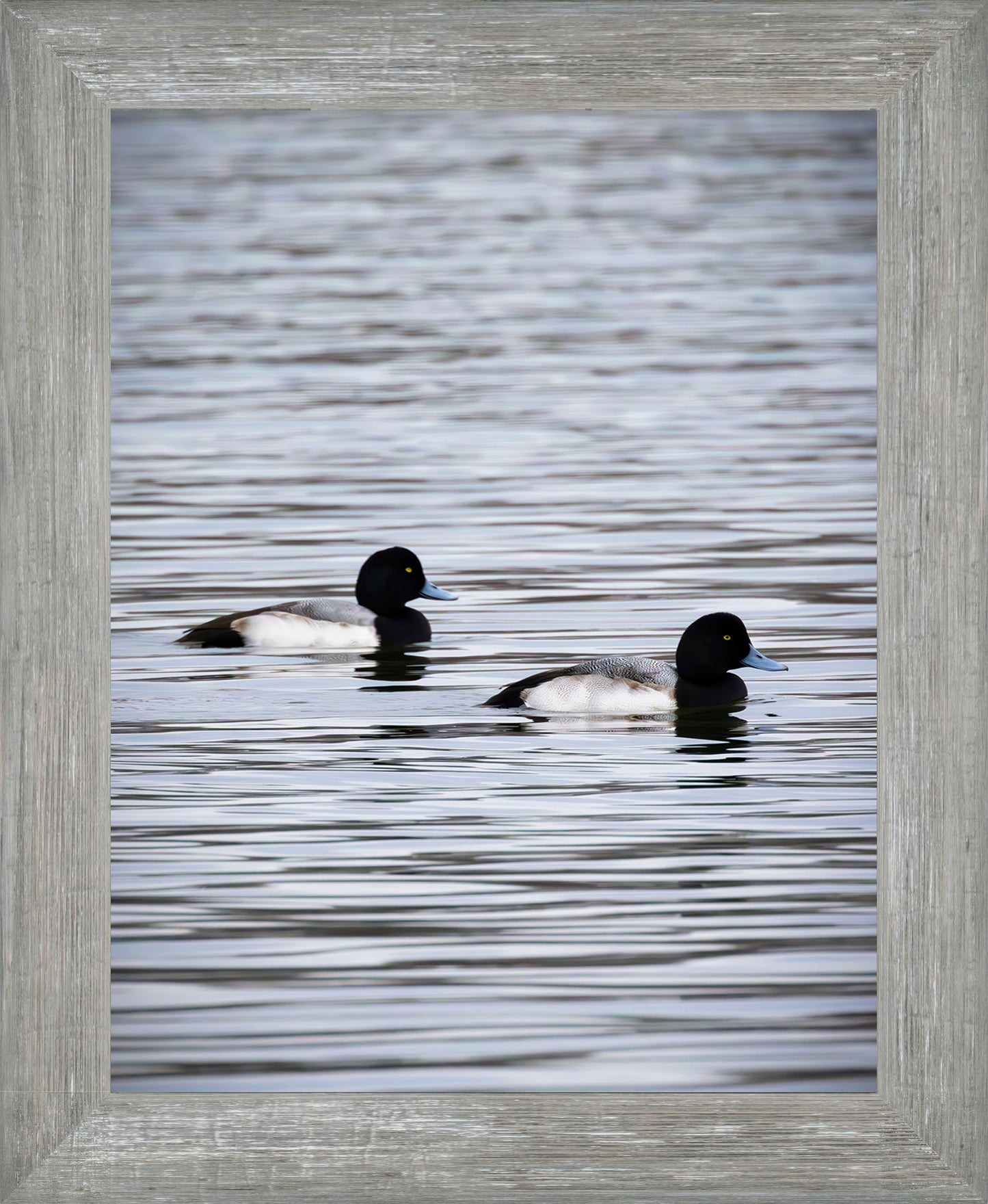 Pair of Blue Bill Drakes #2