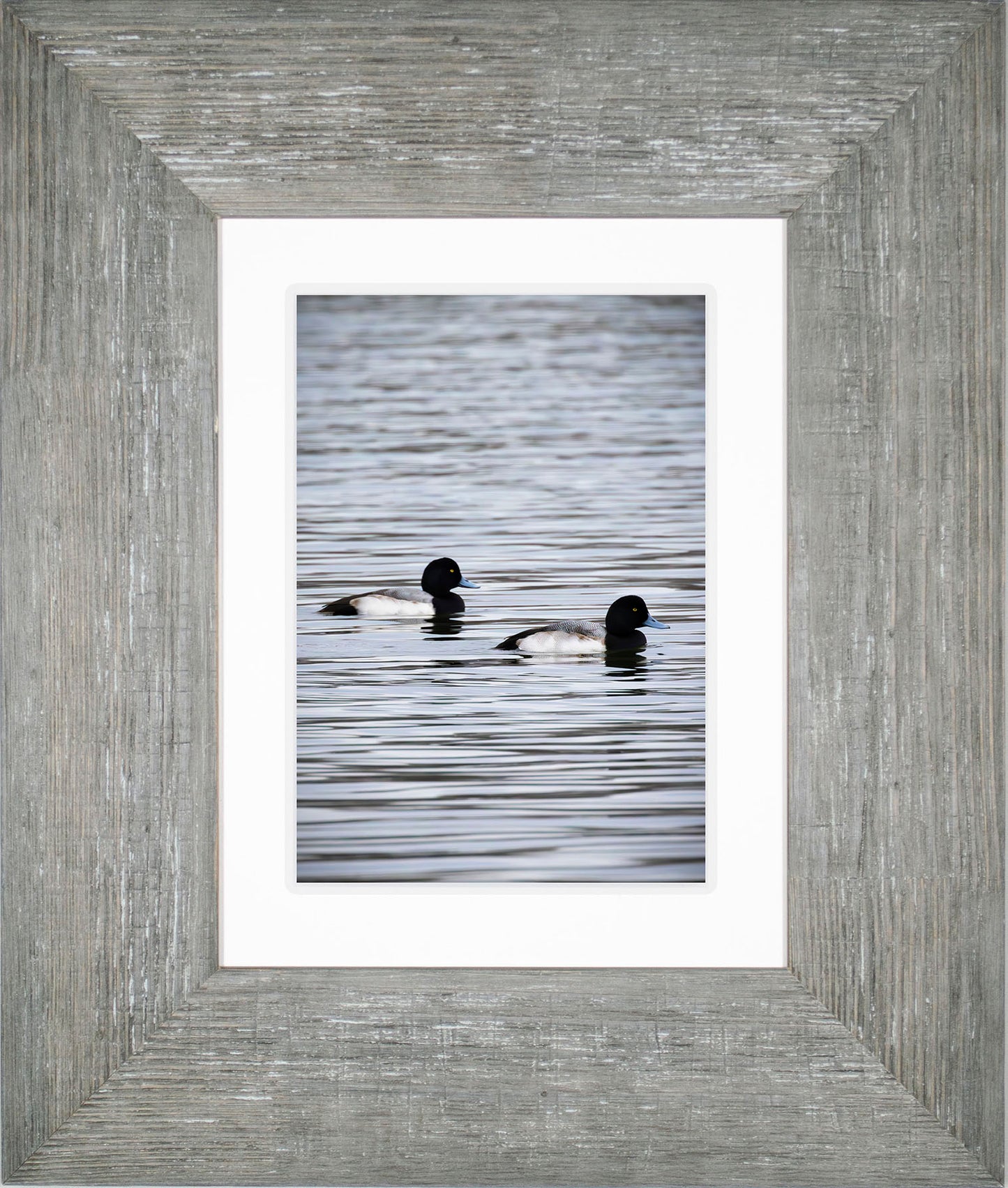 Pair of Blue Bill Drakes #2