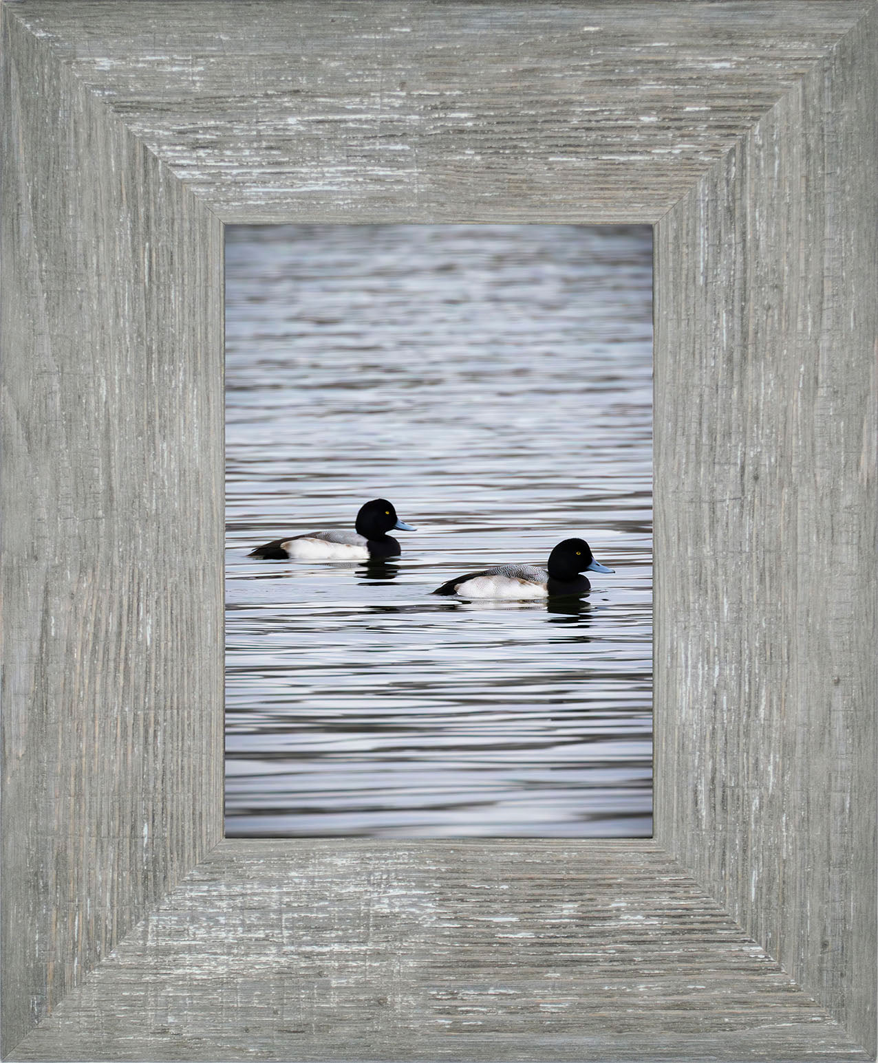 Pair of Blue Bill Drakes #2