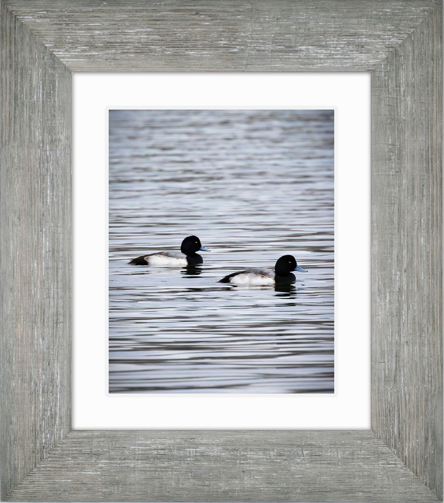 Pair of Blue Bill Drakes #2