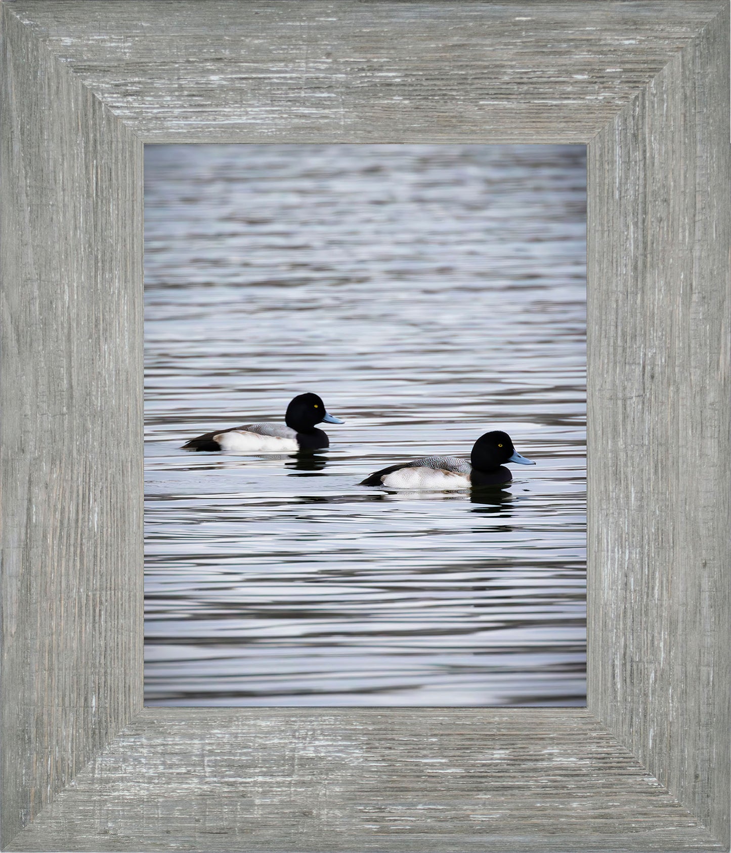 Pair of Blue Bill Drakes #2