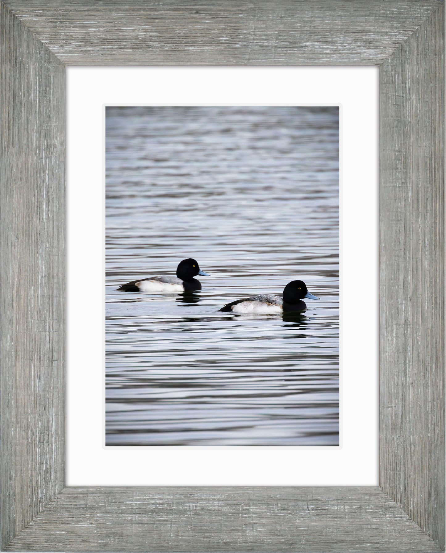 Pair of Blue Bill Drakes #2