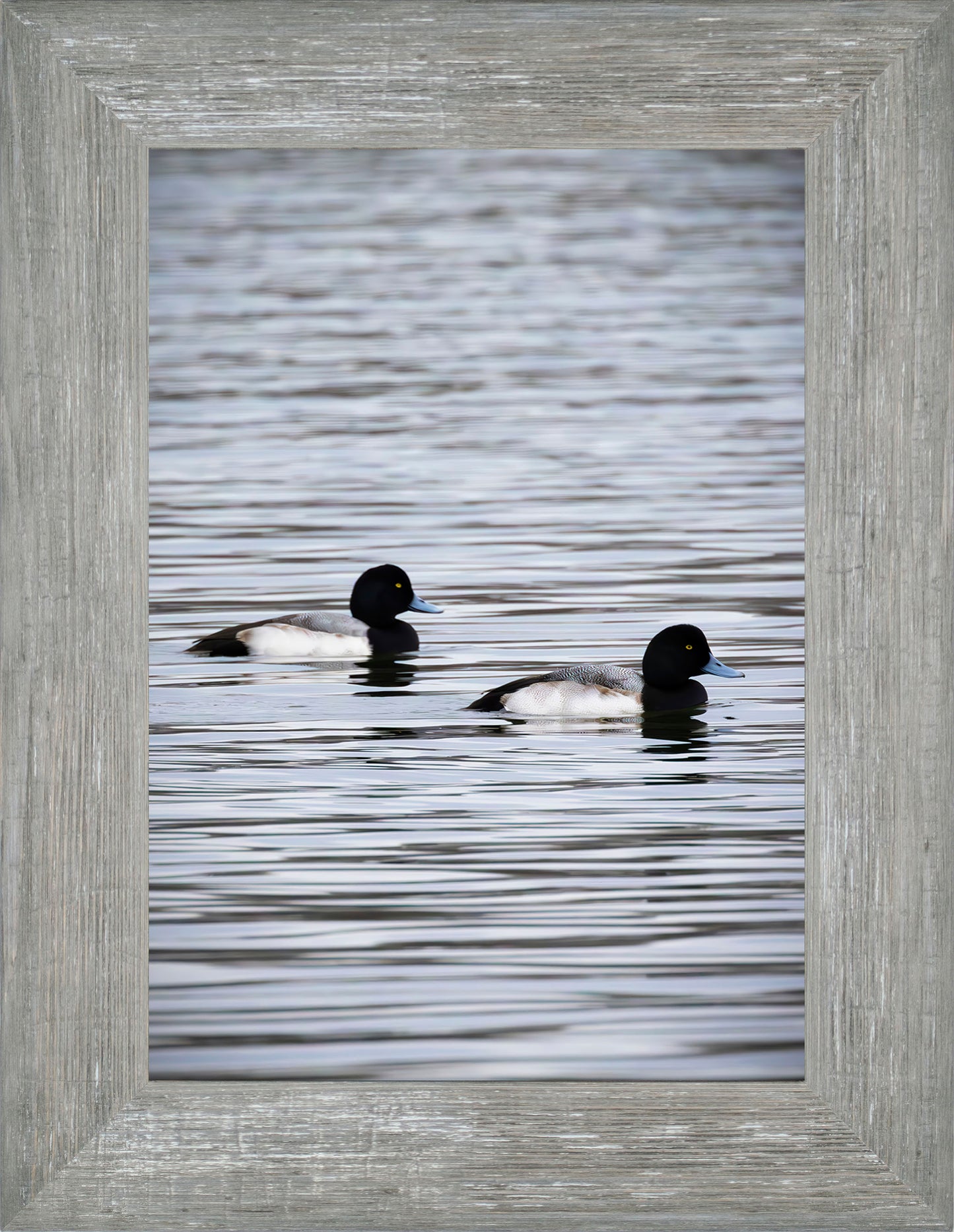 Pair of Blue Bill Drakes #2