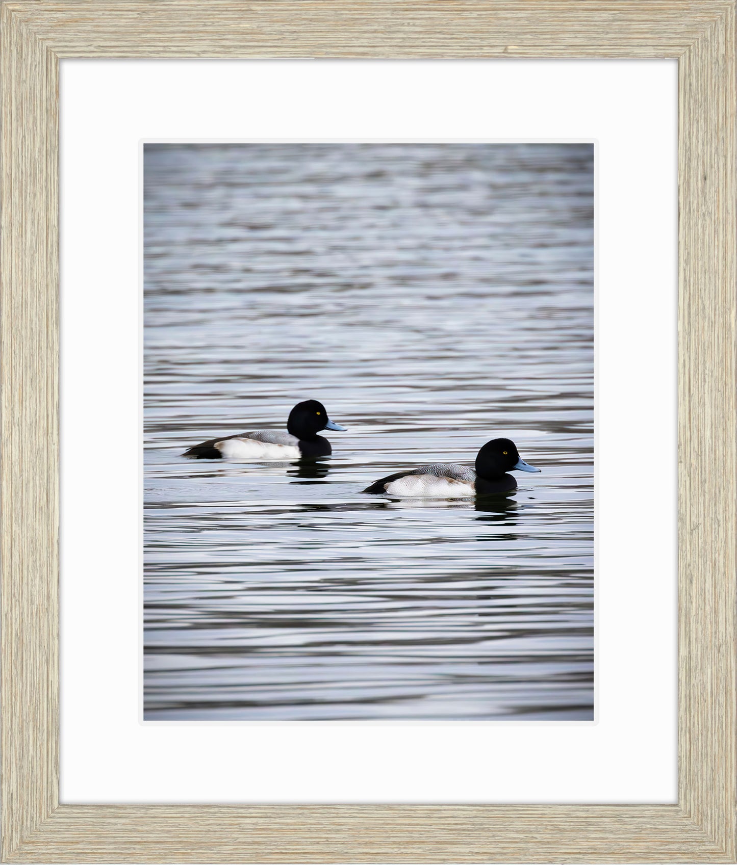 Pair of Blue Bill Drakes #2