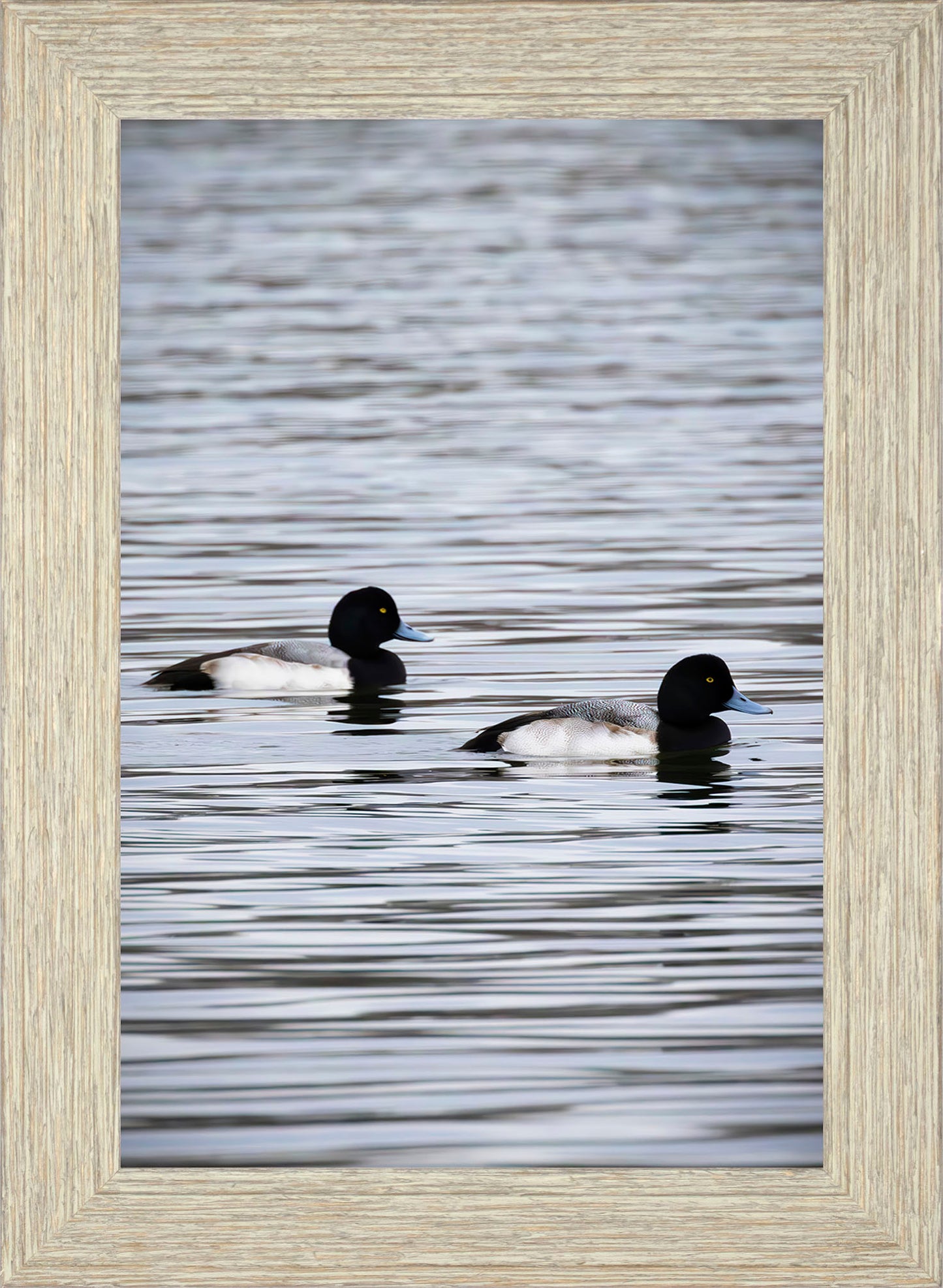 Pair of Blue Bill Drakes #2