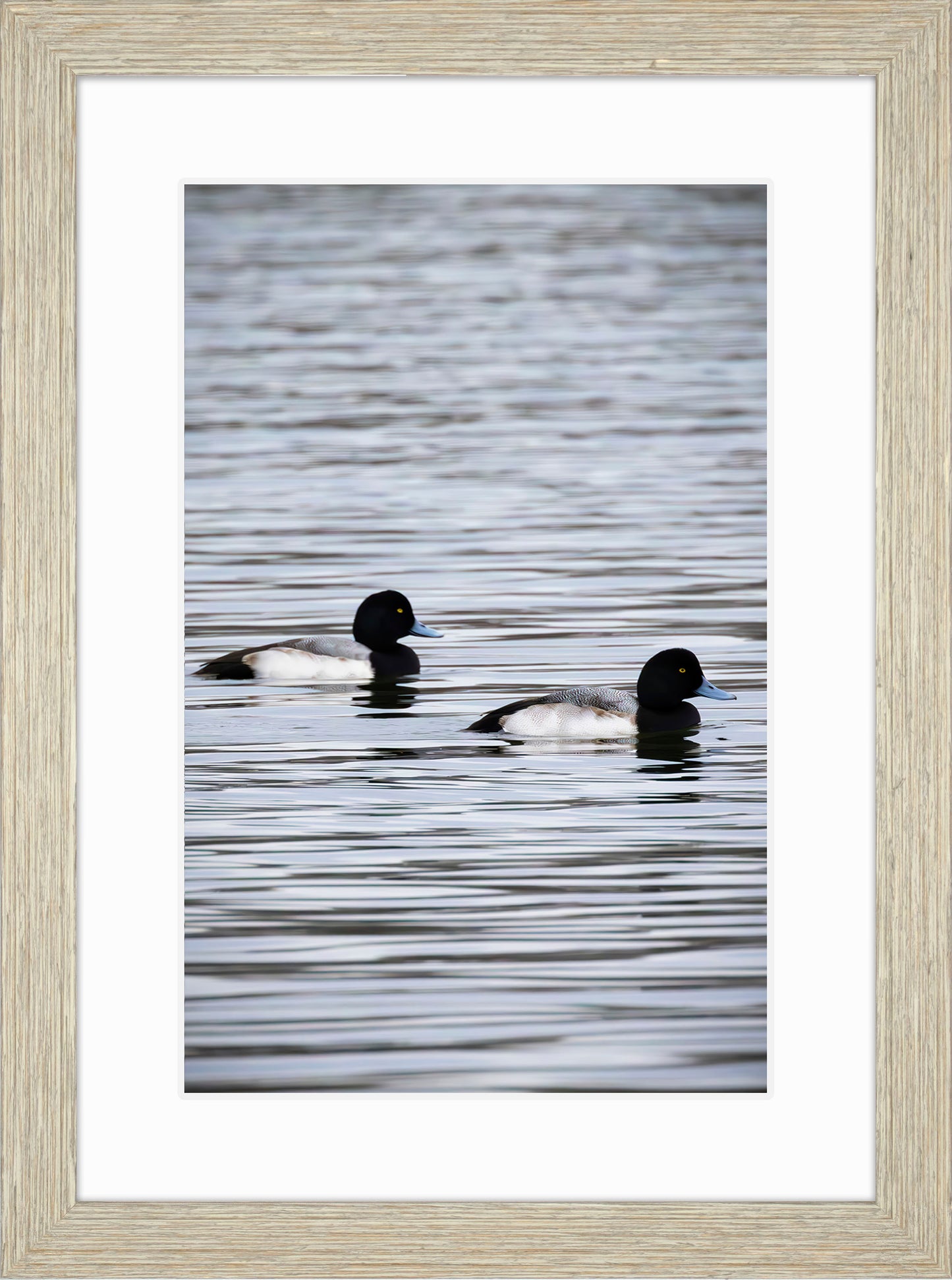 Pair of Blue Bill Drakes #2