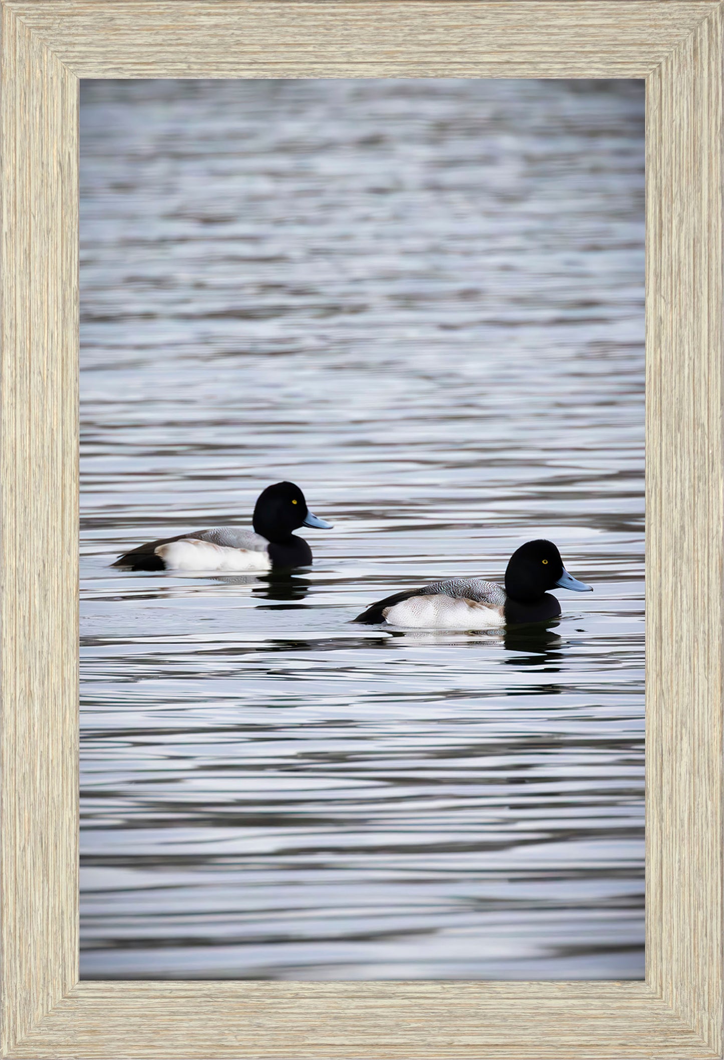 Pair of Blue Bill Drakes #2