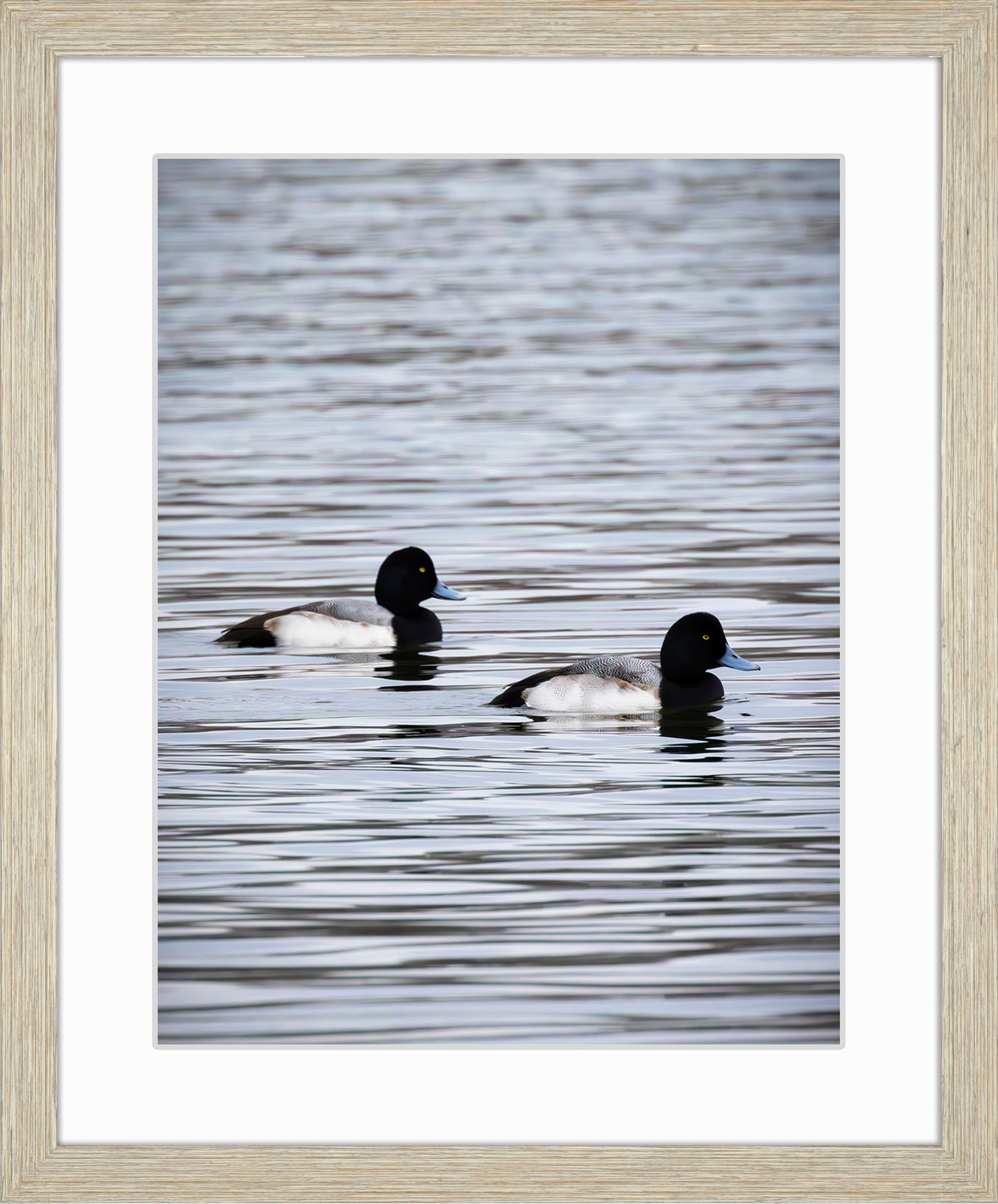 Pair of Blue Bill Drakes #2