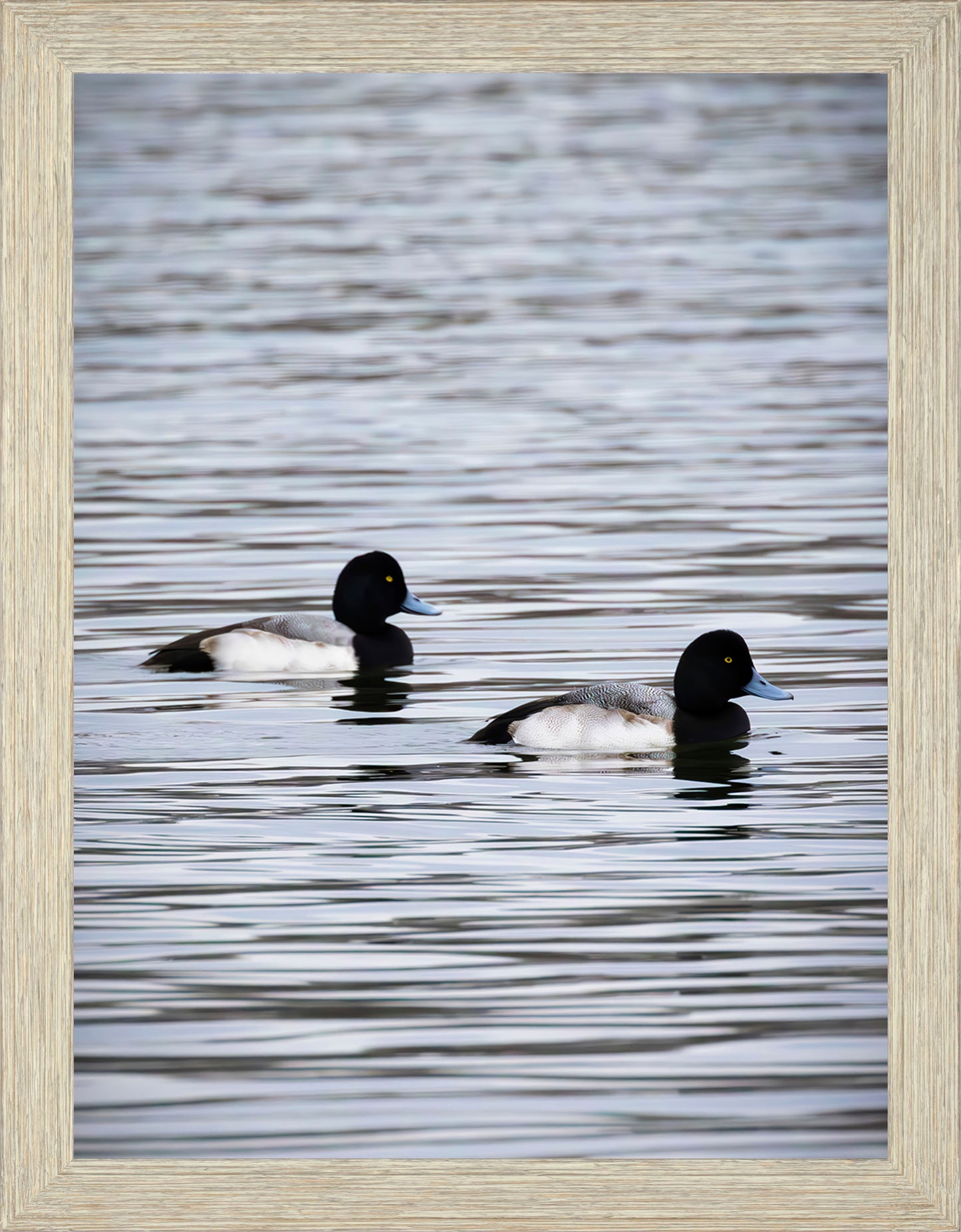 Pair of Blue Bill Drakes #2