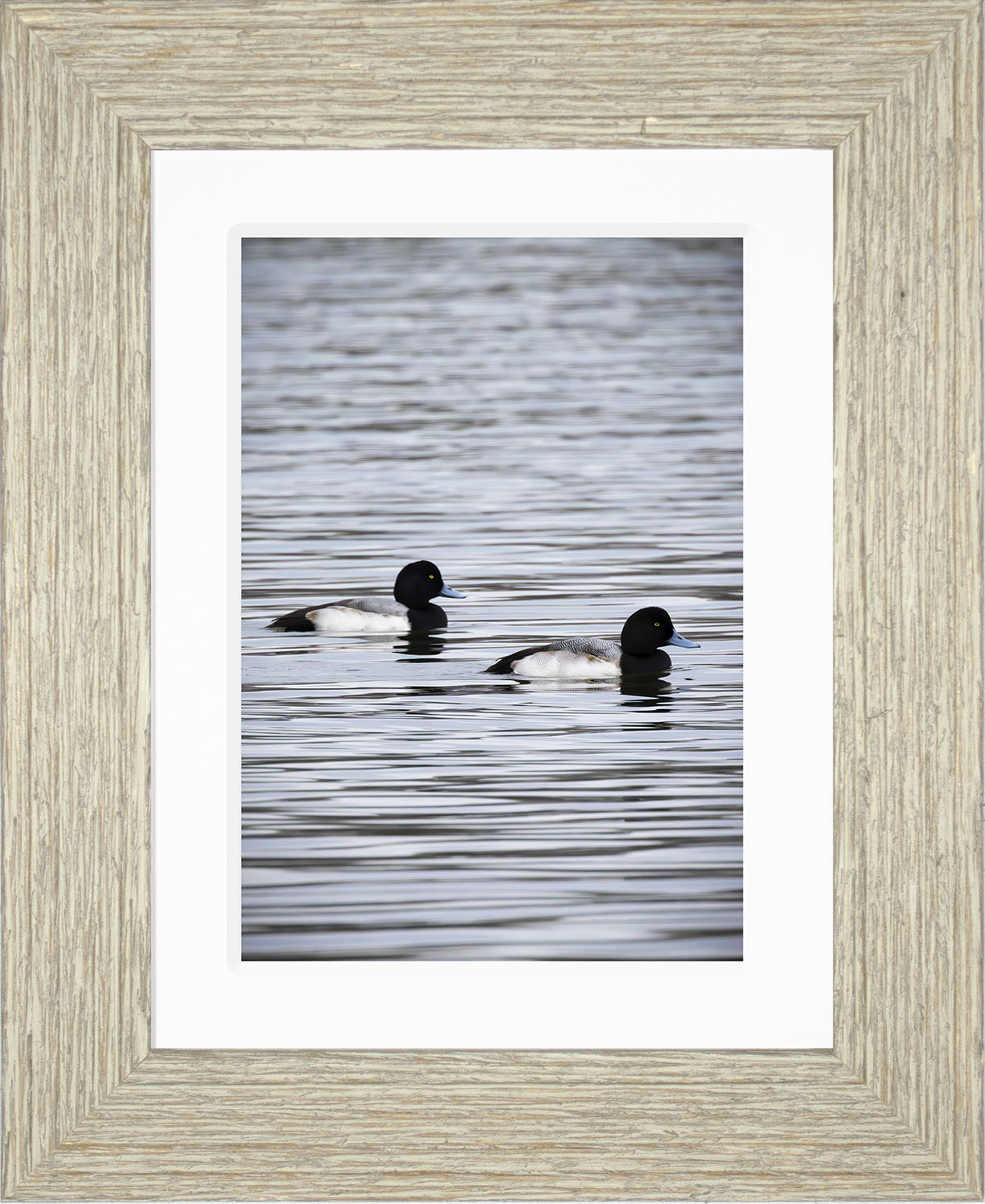 Pair of Blue Bill Drakes #2