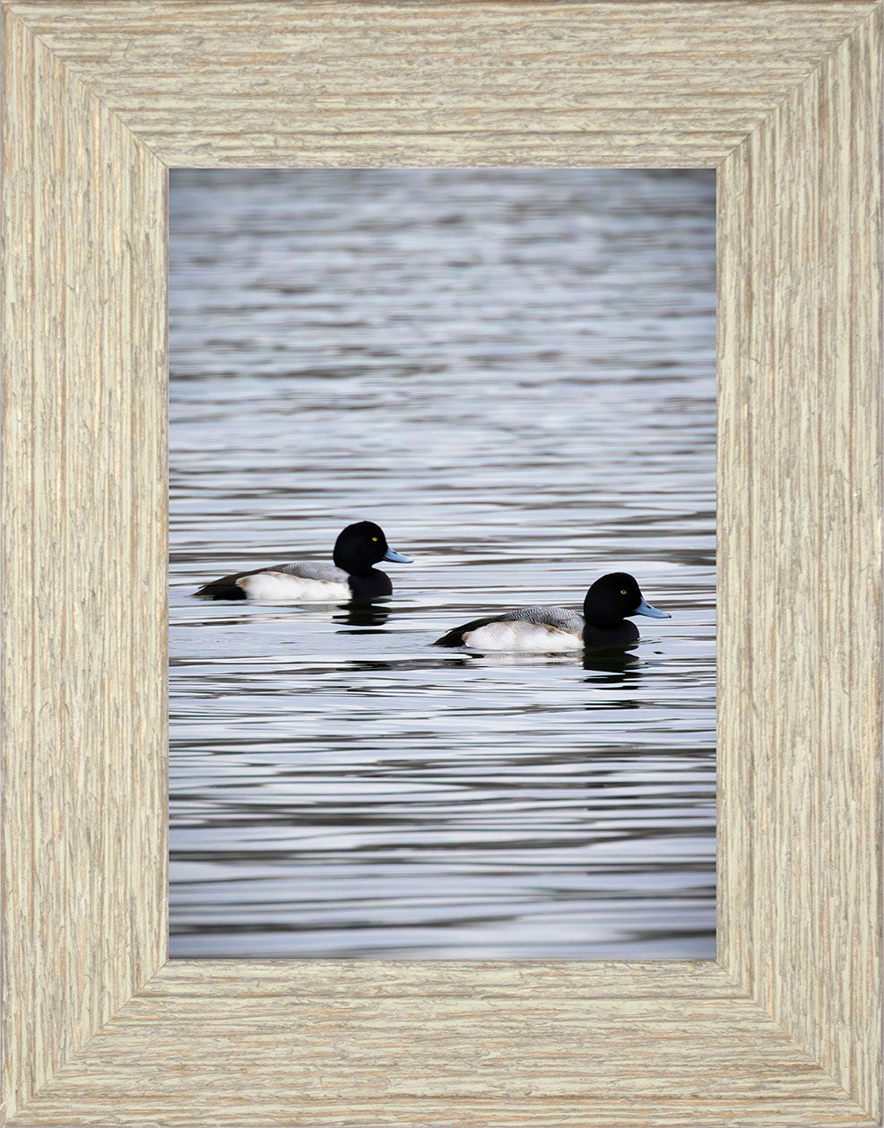 Pair of Blue Bill Drakes #2