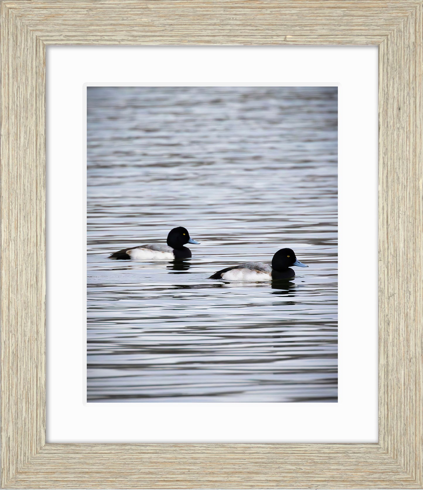 Pair of Blue Bill Drakes #2