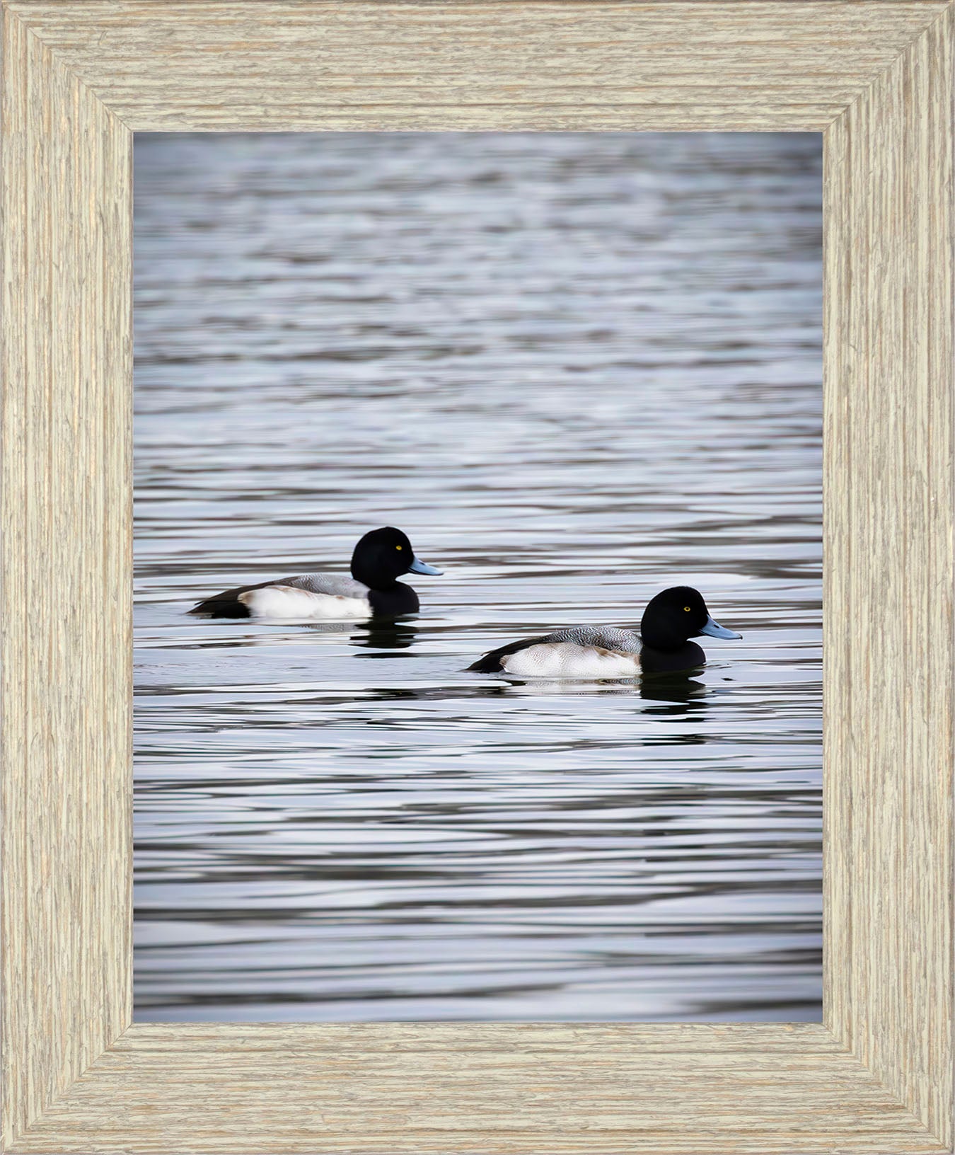 Pair of Blue Bill Drakes #2