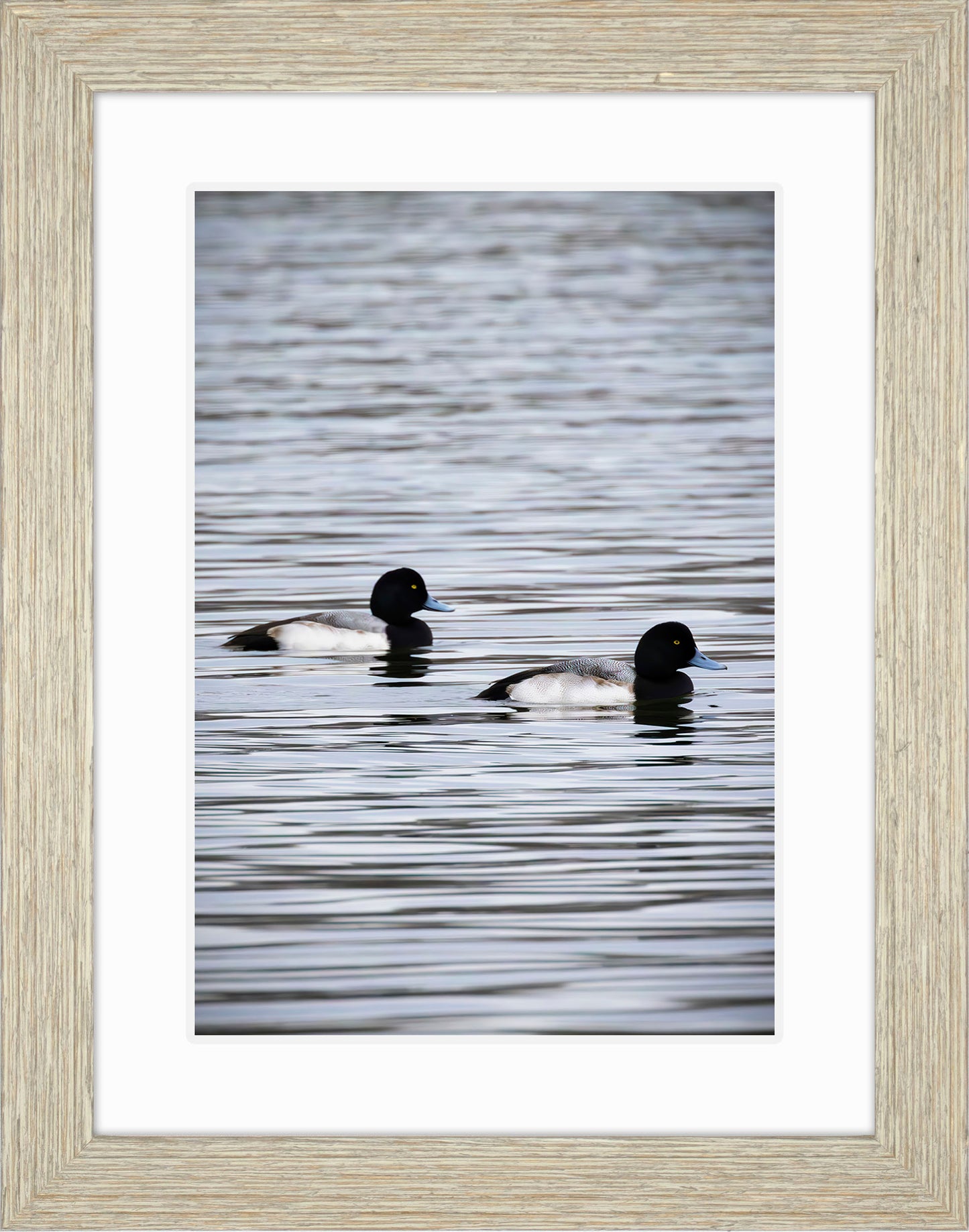 Pair of Blue Bill Drakes #2