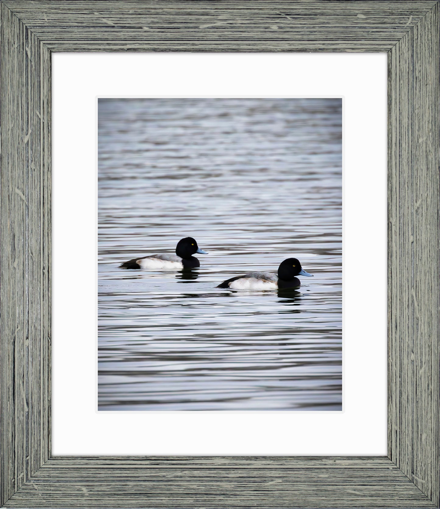 Pair of Blue Bill Drakes #2